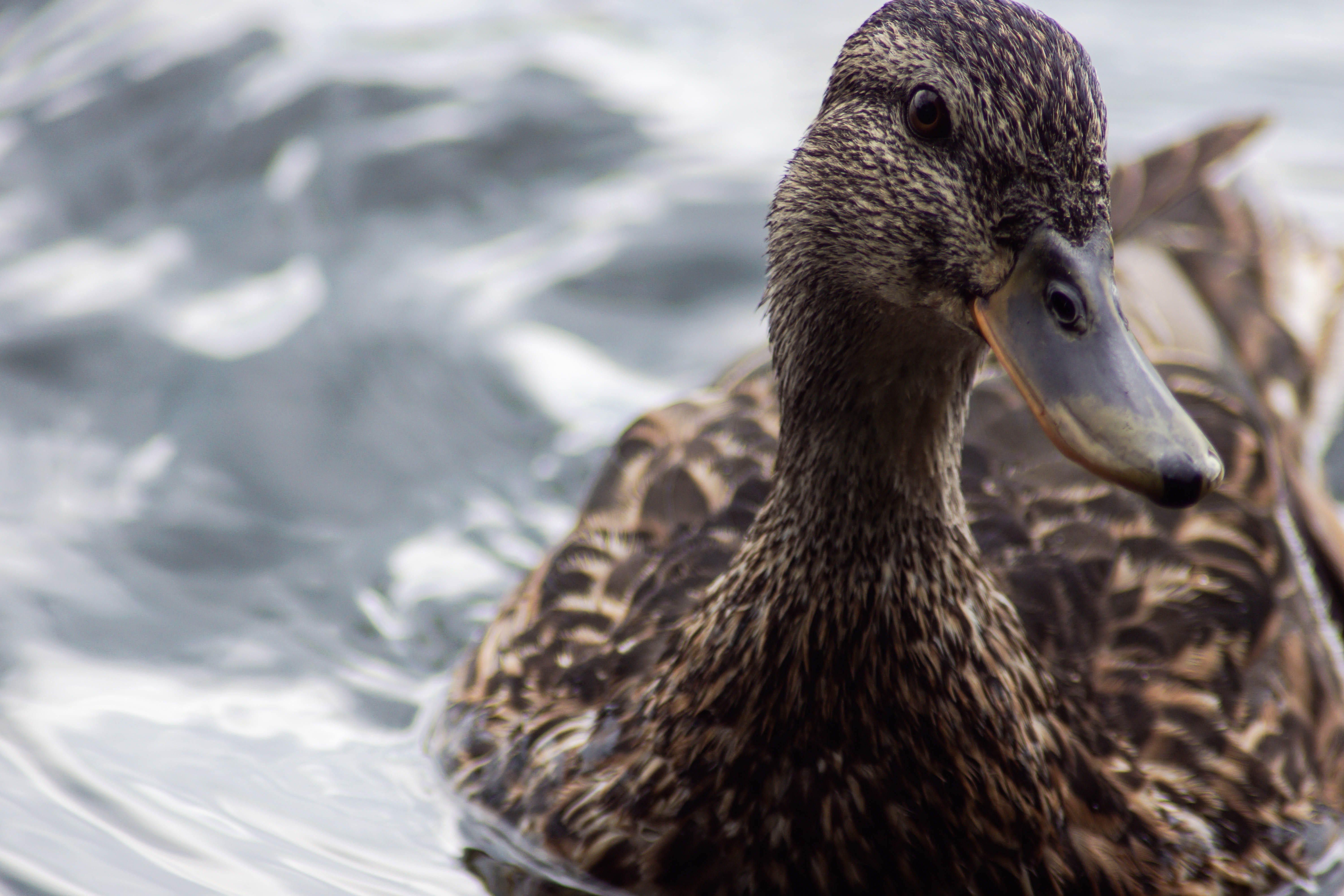 female mallard, animal head, duck, swimming, animal wildlife, portrait, water bird, poultry, female, close, lake, pride, animal themes, feather, swim, 5K, HD Wallpaper