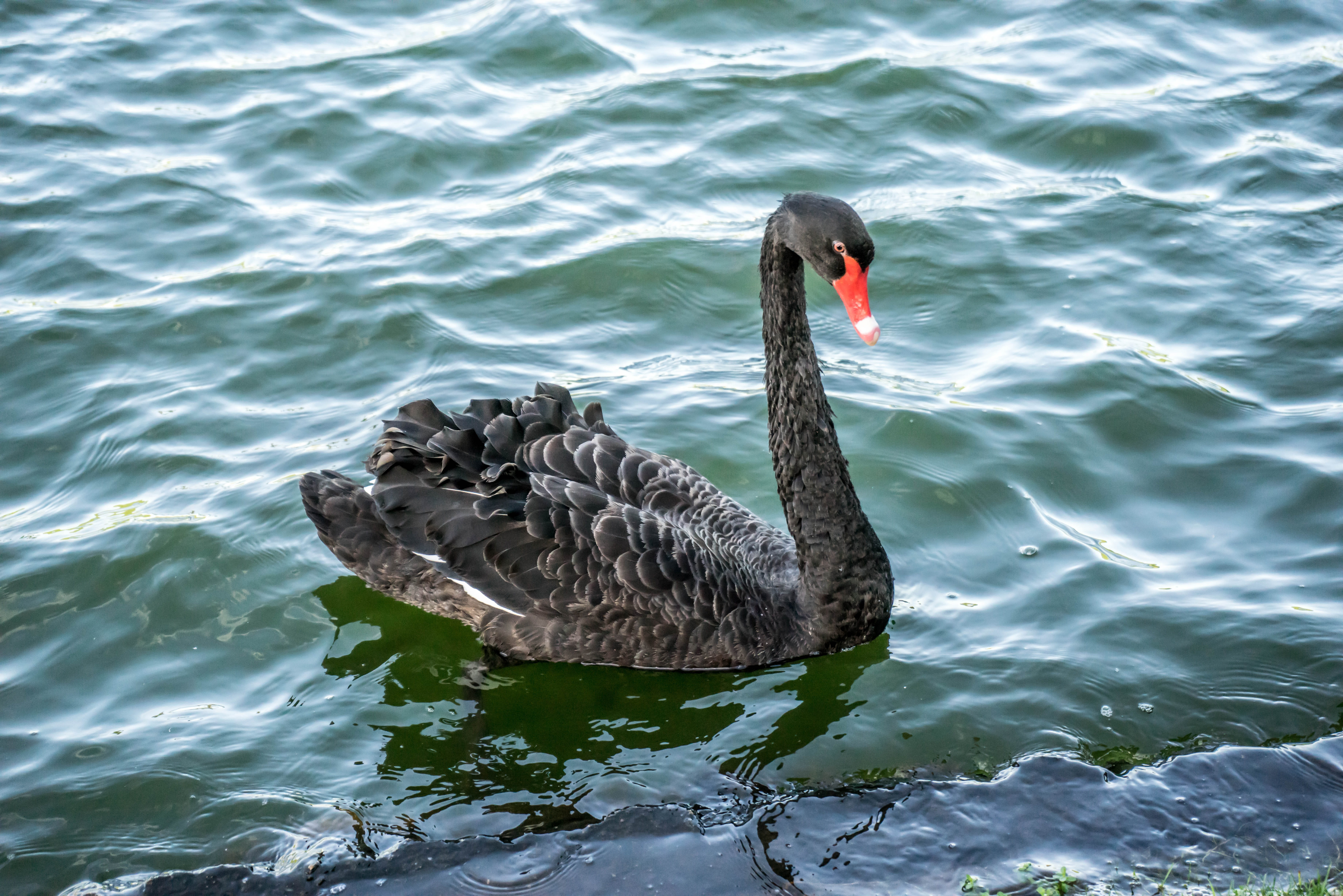 duck, Water, swimming Animal, animal, pond, lake, graceful, outdoors, wing, peaceful, Bird, animal neck, animal wildlife, animals And Pets, no people, day, HD Wallpaper