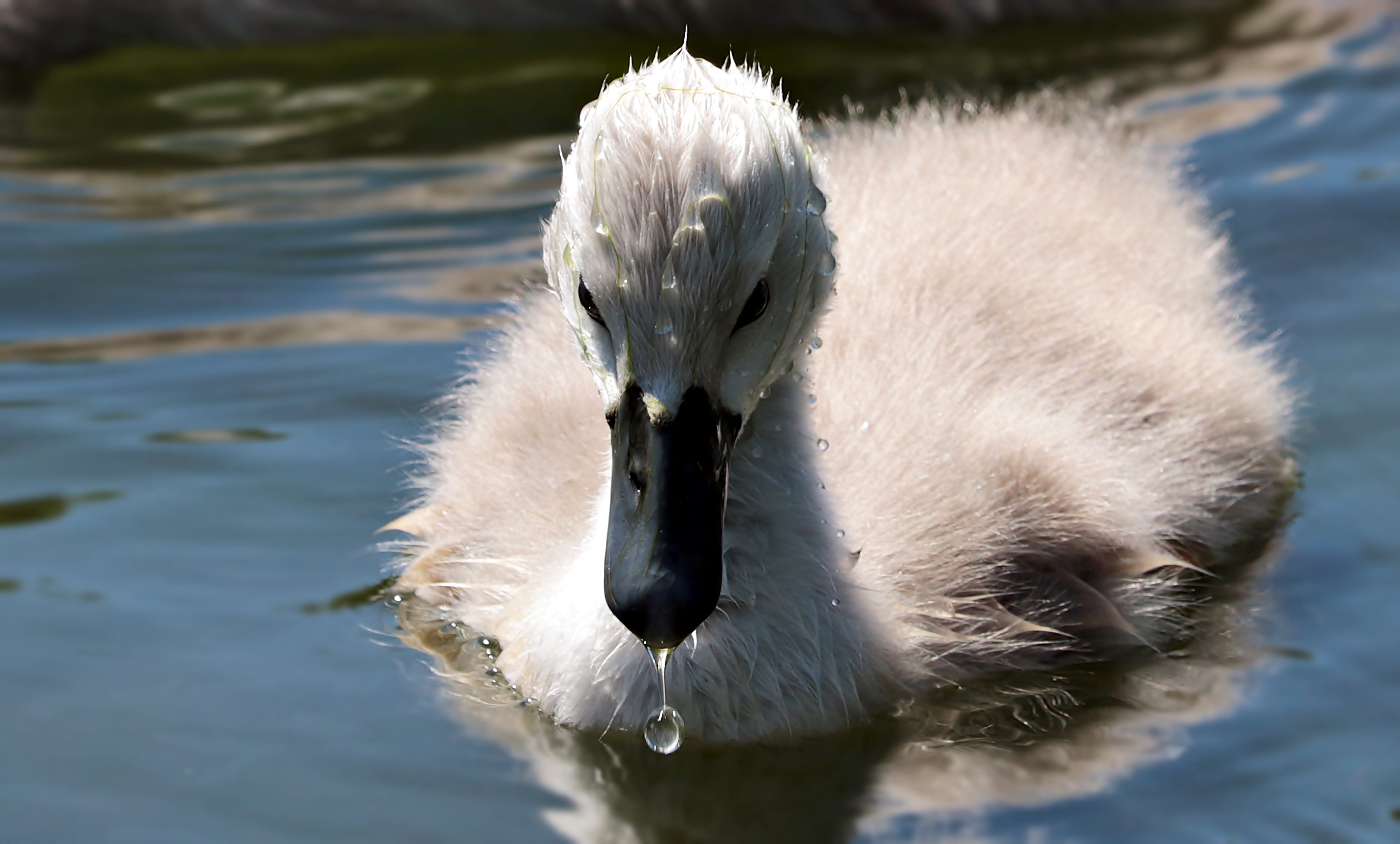 day, outdoors, focus, close-up, animal wildlife, swim, no people, lake, fluffy, daytime, white, animal themes, focus on foreground, photography, swan baby, HD Wallpaper