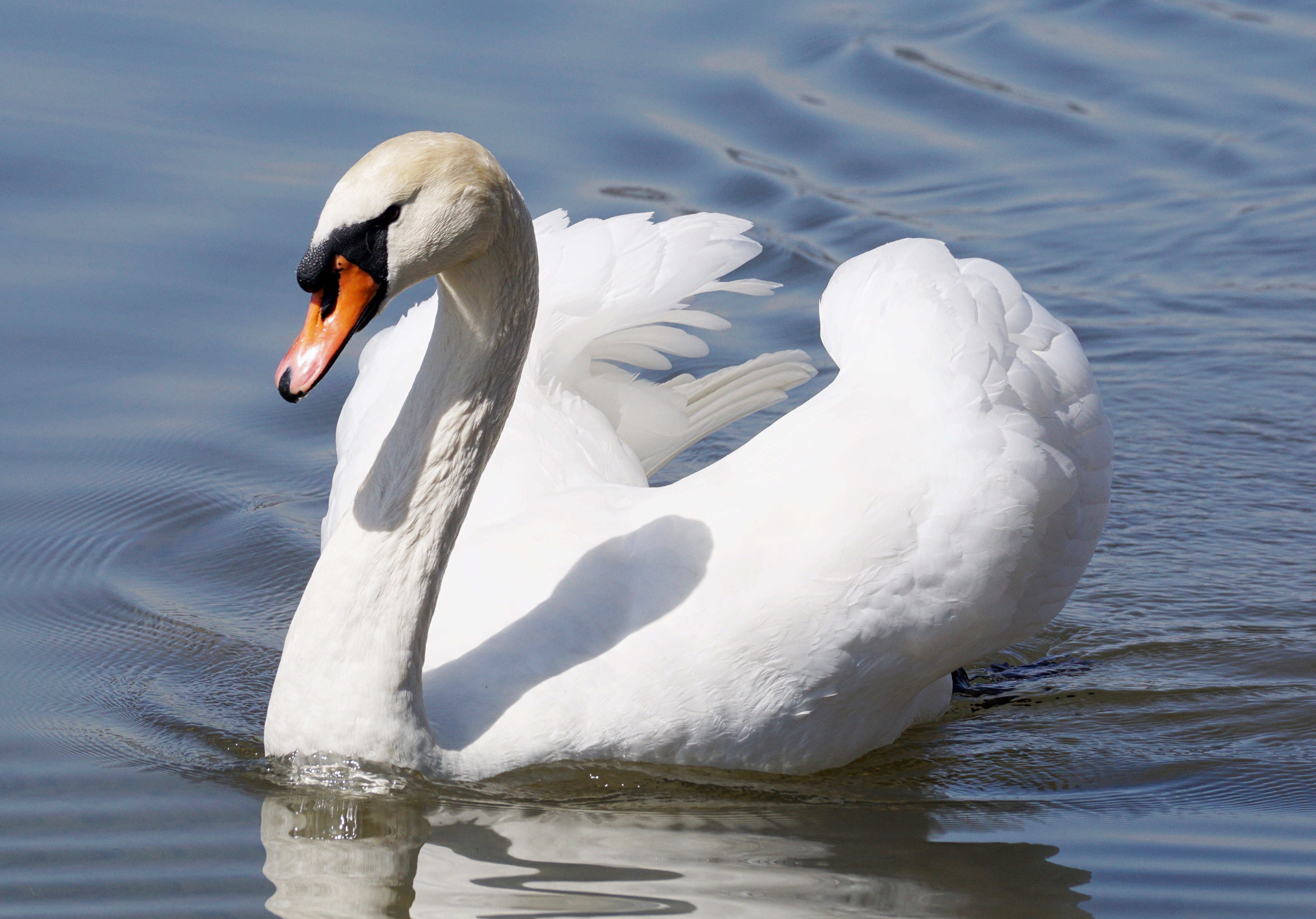 head, beak, feather, swan, neck, freshwater bird, water bird, mute swan, floating on water, vertebrate, beauty in nature, nature, body, swimming, goose, HD Wallpaper