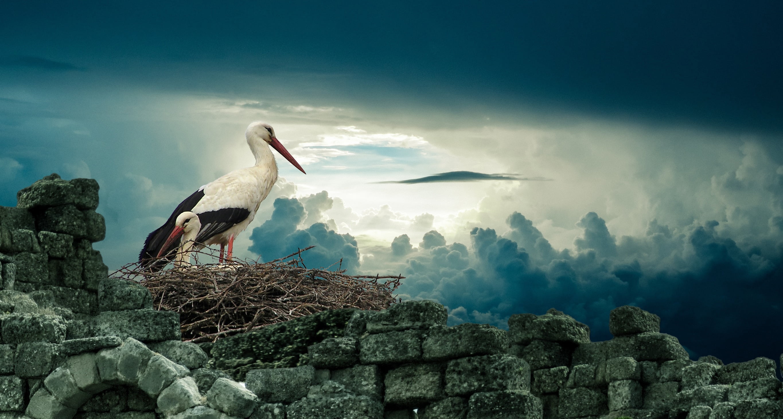 migratory, rock - object, spring, fauna, animal, dom, outdoor, migrant, beauty, family, nest, one animal, couple, stork, 2K, animals in the wild, animal nest, HD Wallpaper
