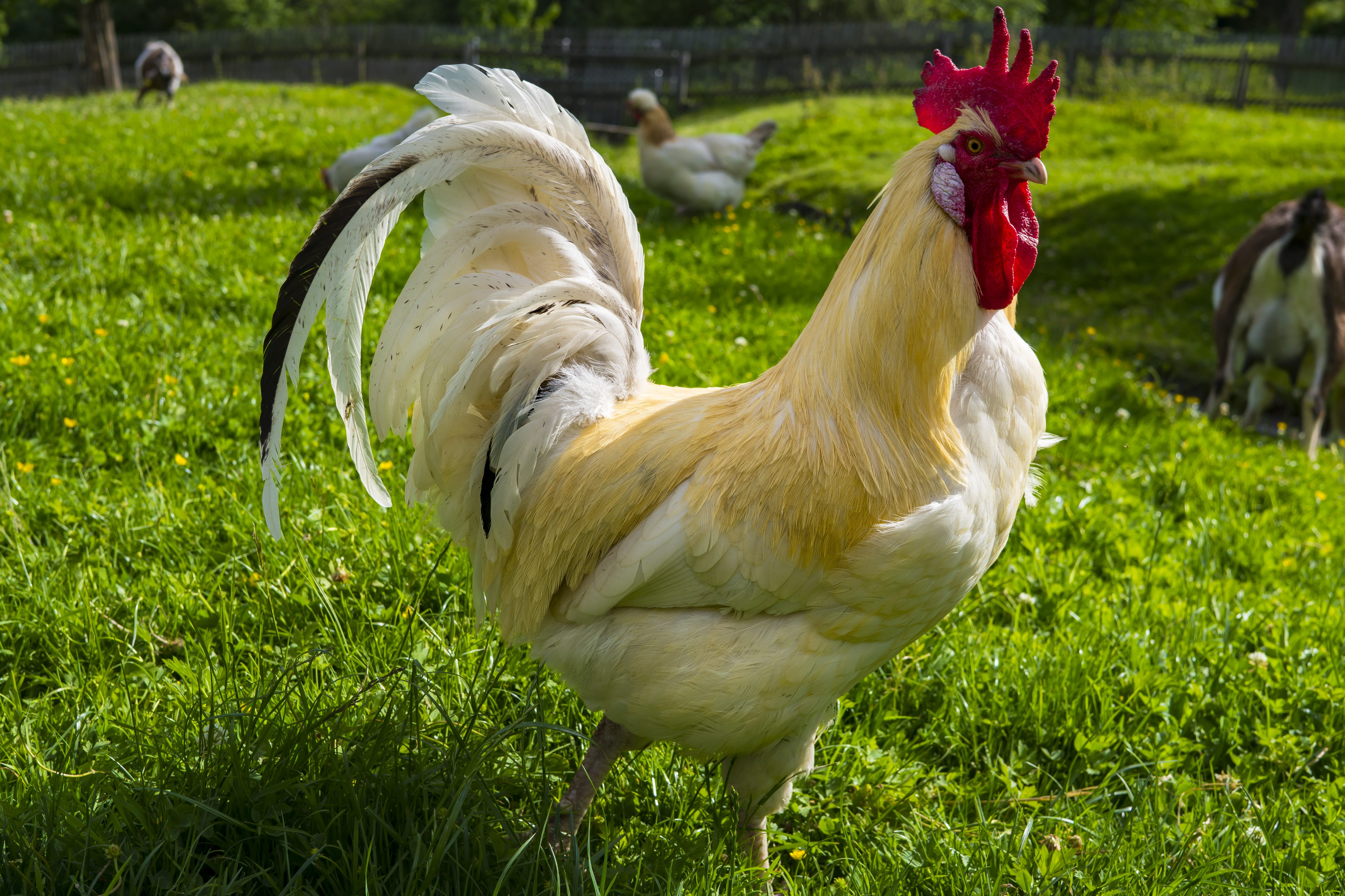 poultry, livestock, male fowl, plumage, gockel, nature, farm, red ridge, rural Scene, pride, happy chicken, hahn, mammal, cockerel, one animal, daytime, HD Wallpaper