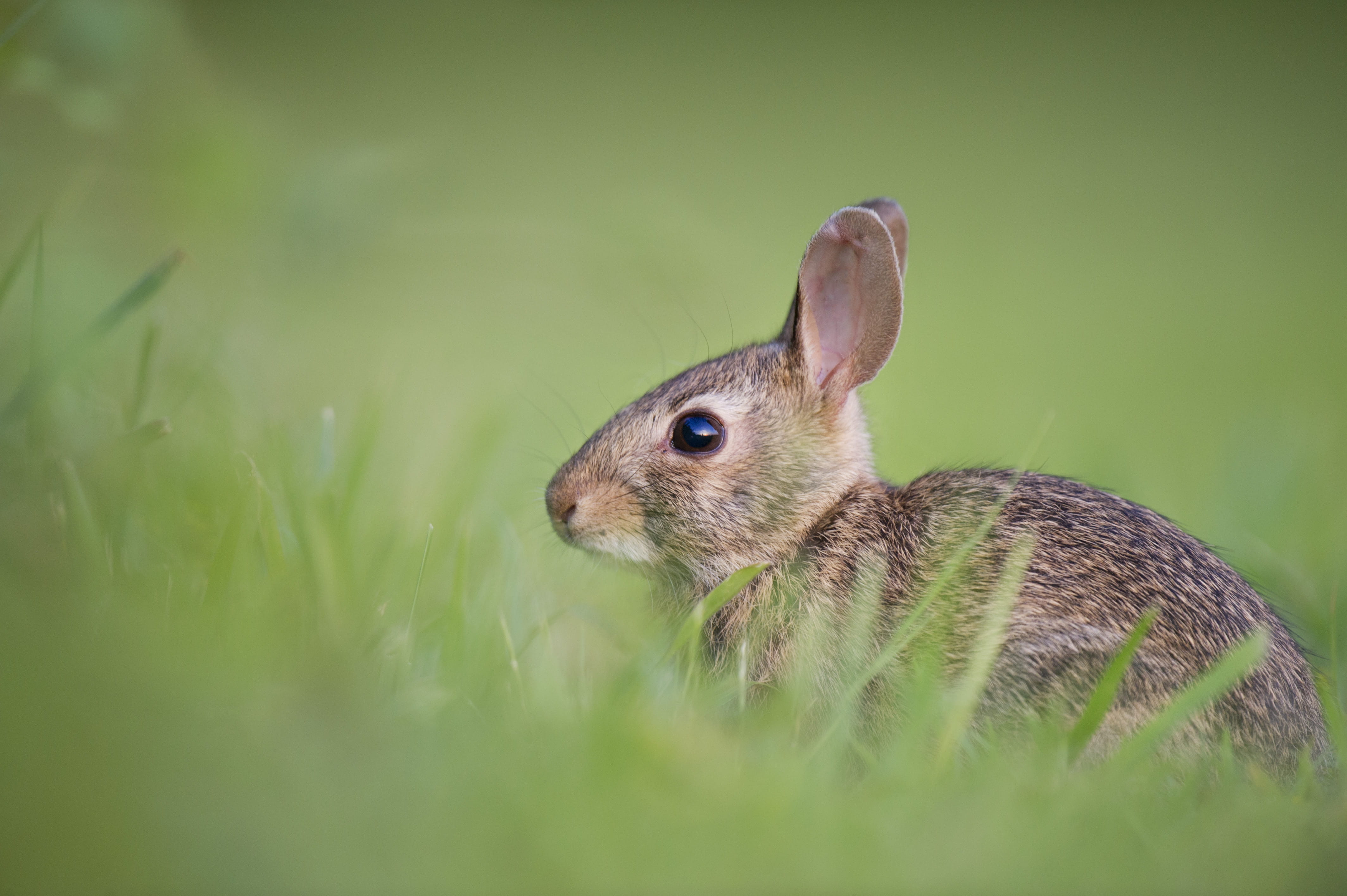 vertebrate, animal, animal themes, untitled, selective focus, pets, close-up, animals And Pets, field, nature, color Image, green grass, fluffy, focus, HD Wallpaper
