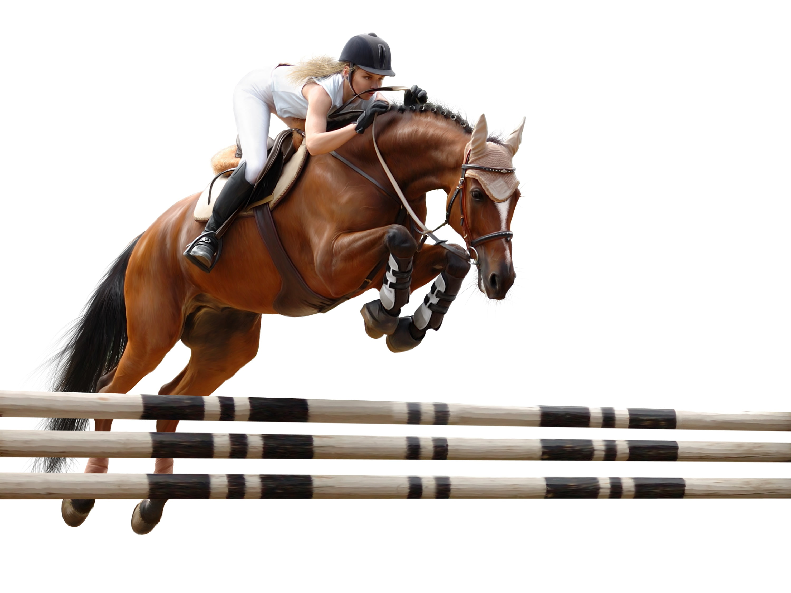 rider, horse riding, horse, jump, obstacle, 2K, HD Wallpaper