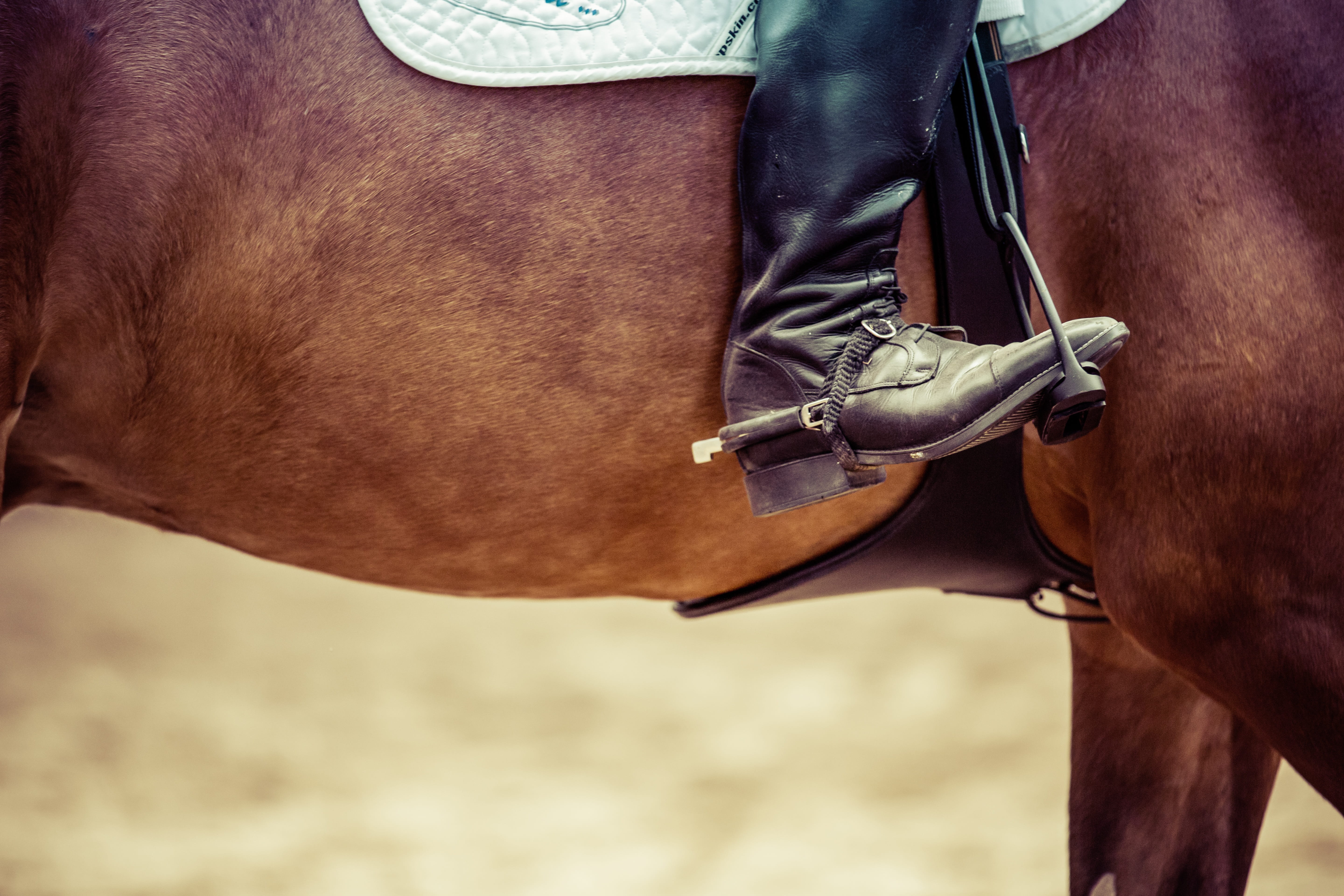 livestock, reiter, jump, tournament ride, equestrian, animal head, winner, one animal, tournament, body part, working animal, 5K, show jumping, leather, HD Wallpaper