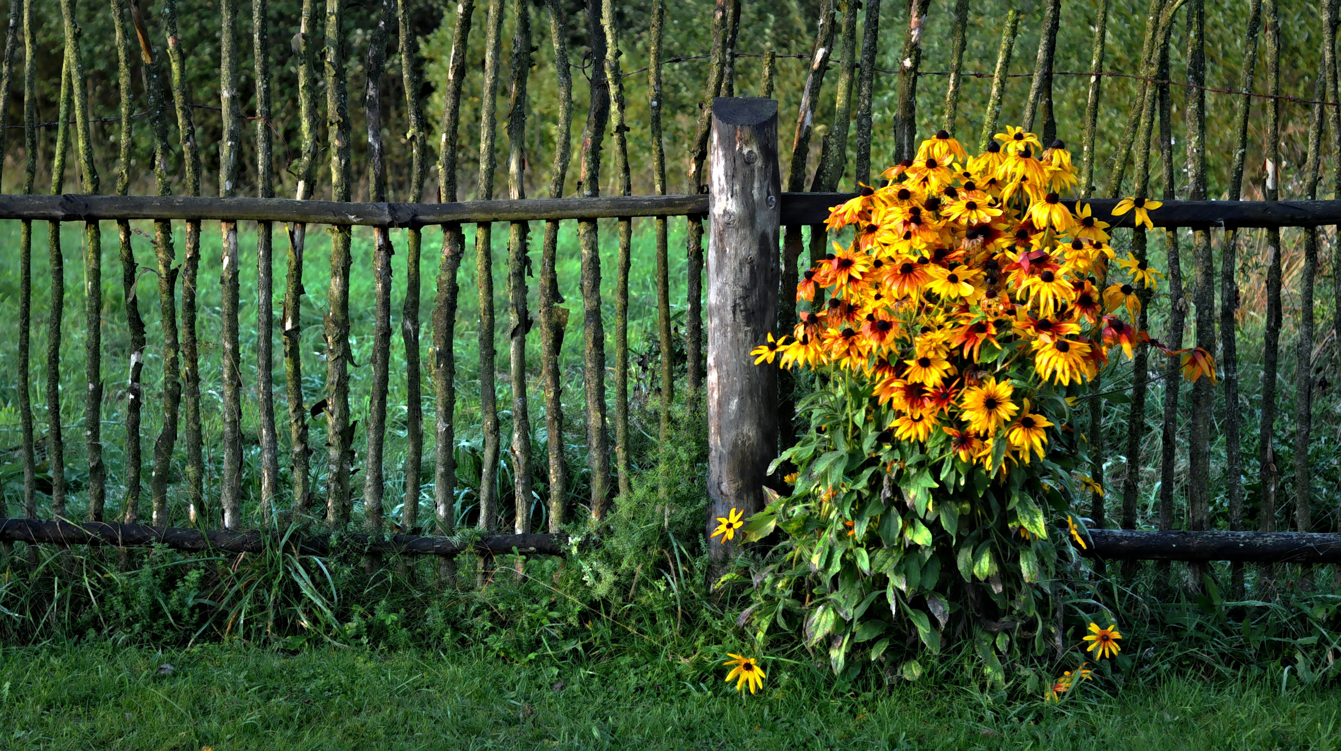 outdoors, 4K, bunch, grass, country house, fragility, protection, beauty in nature, barrier, fence, safety, flower, freshness, yellow, flower head, mood, HD Wallpaper