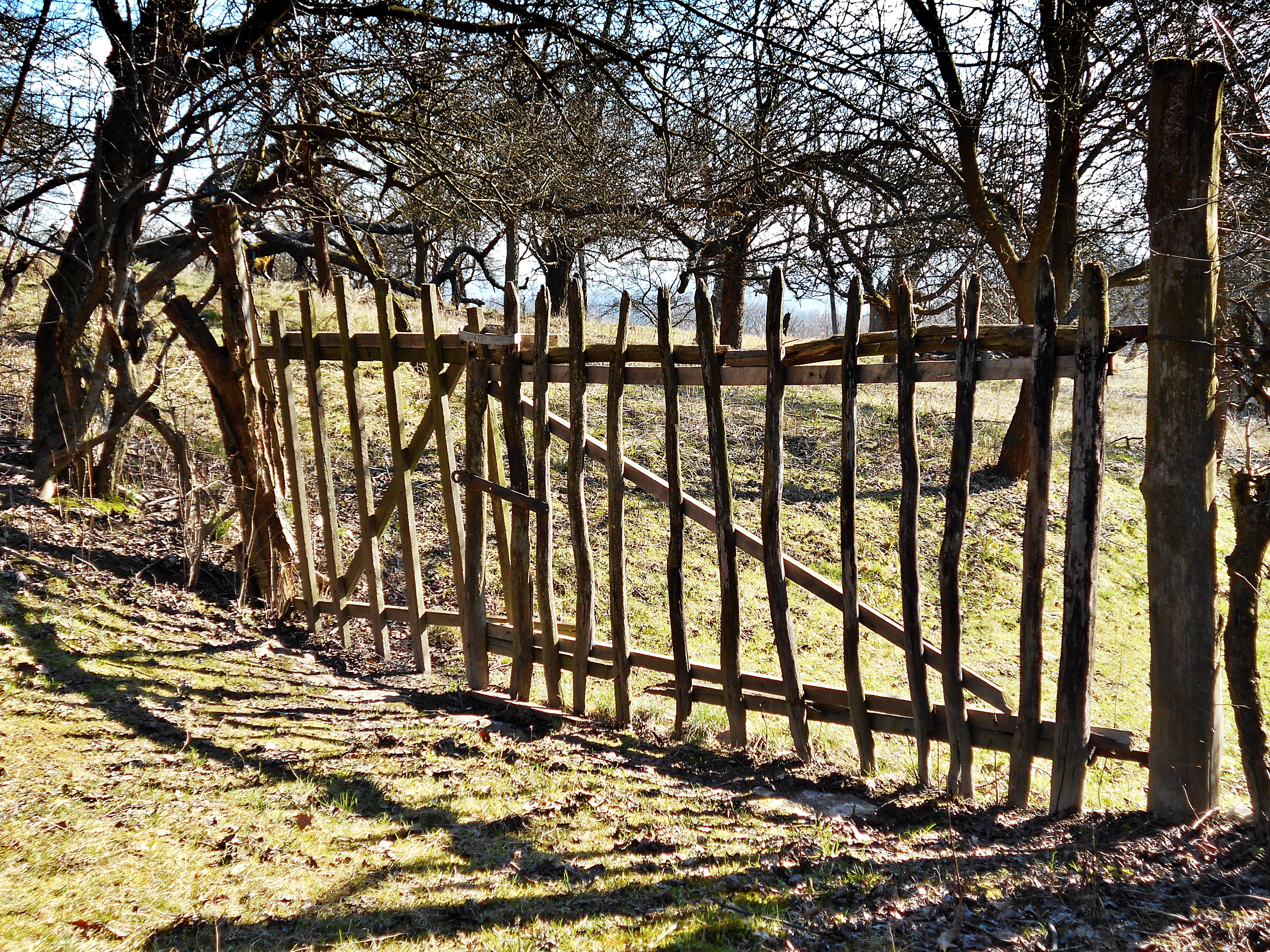 no people, day, protection, plant, spring, shadow, bare tree, wood, safety, woodland, tree, the fence, field, nature, hurdle, rails, 5K, tree trunk, security, HD Wallpaper