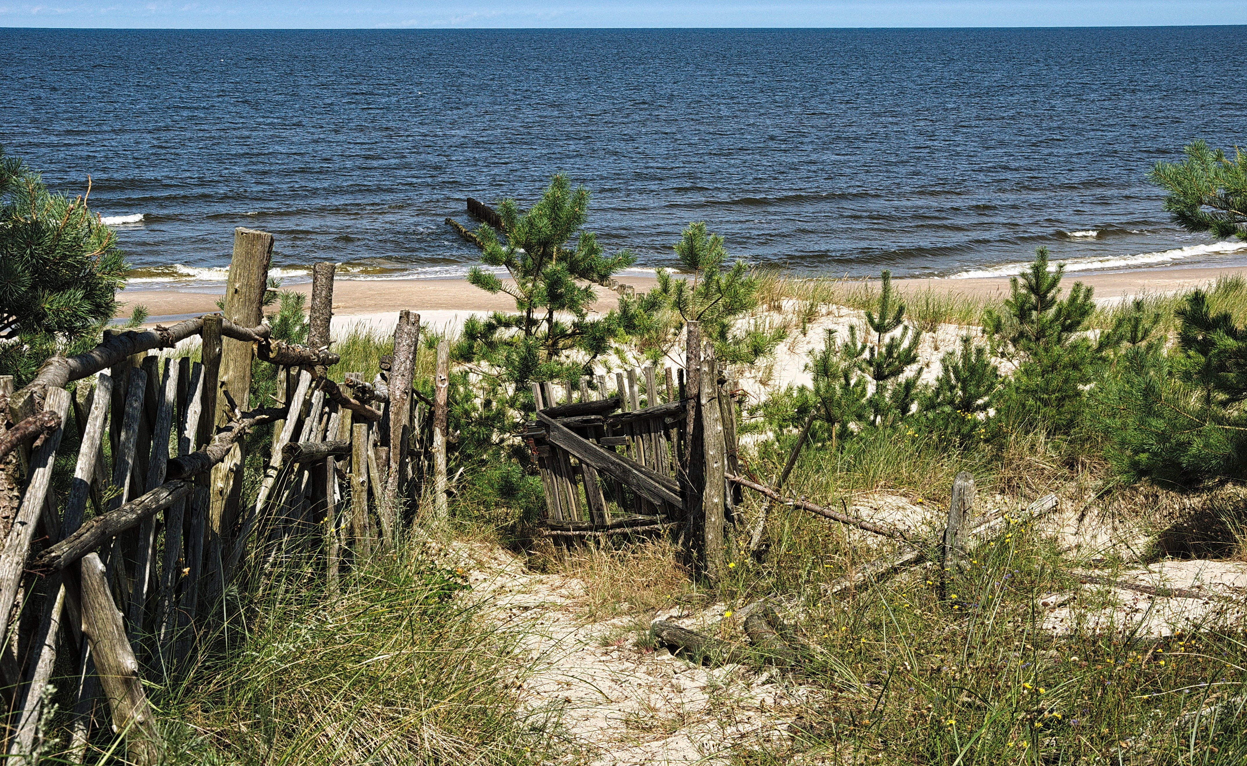 wood - material, old, pine, 4K, holidays, sand, tranquility, the baltic sea, horizon over water, boundary, tree, water, beach, no people, horizon, holiday, HD Wallpaper