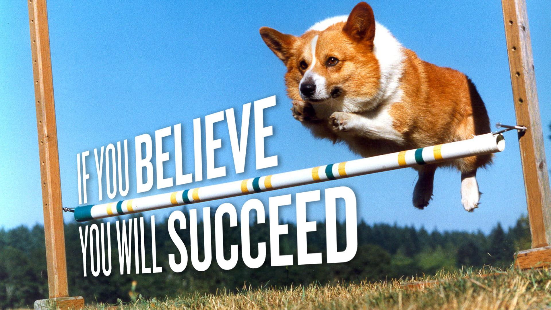 animals, comment, succeed, life, words, 1080P, wisdom, true, HD Wallpaper