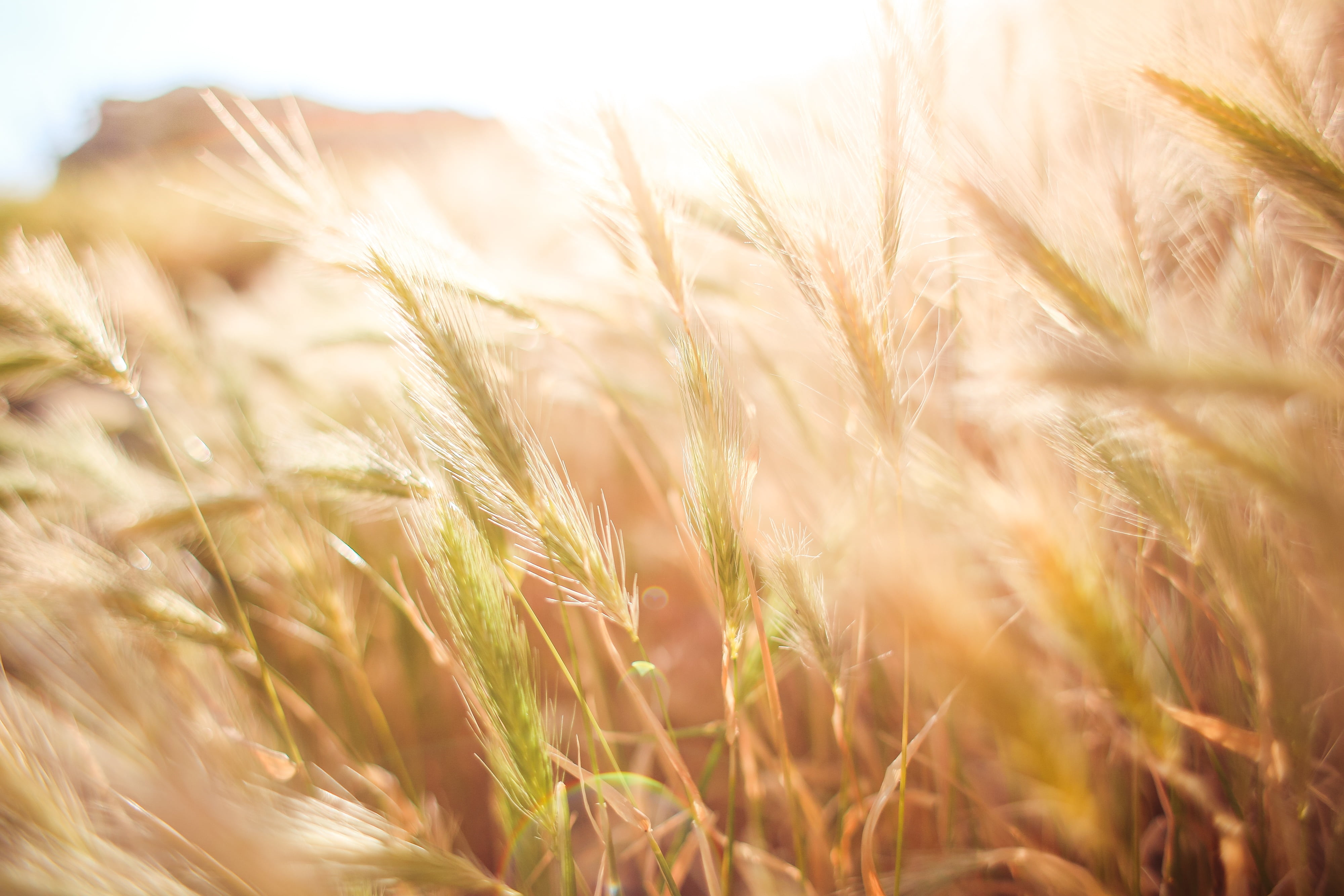 uncover, discover, daytime, rye - grain, sunlight, plant, life, motivation, explore, nature, relaxation, farm, land, close, photo, wander, beauty in nature, HD Wallpaper