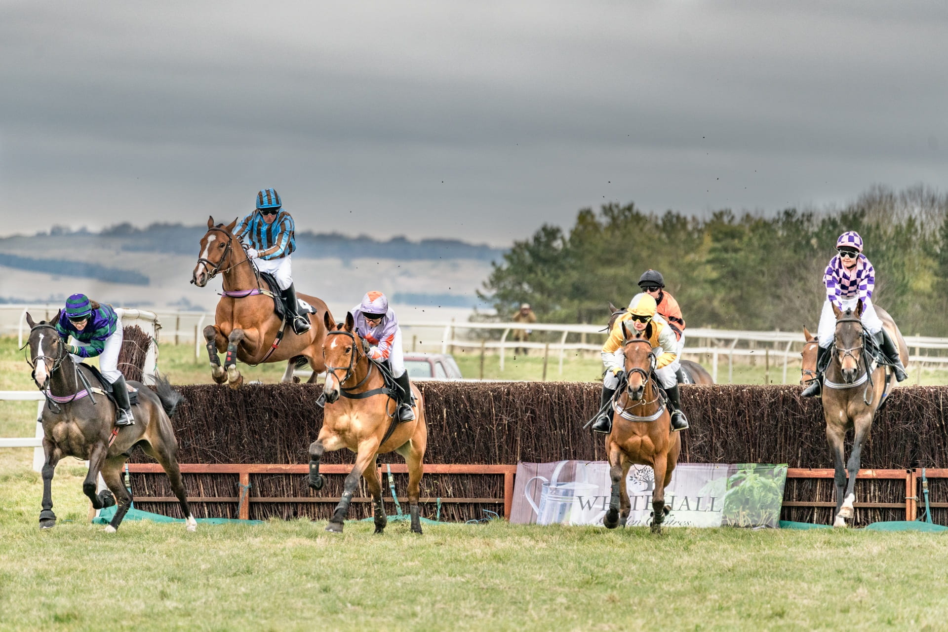 domestic, race, horse racing, outdoors, jockey, track, 1080P, sport, point to point, pets, vertebrate, animal wildlife, soil, horses, action energy, animal, HD Wallpaper