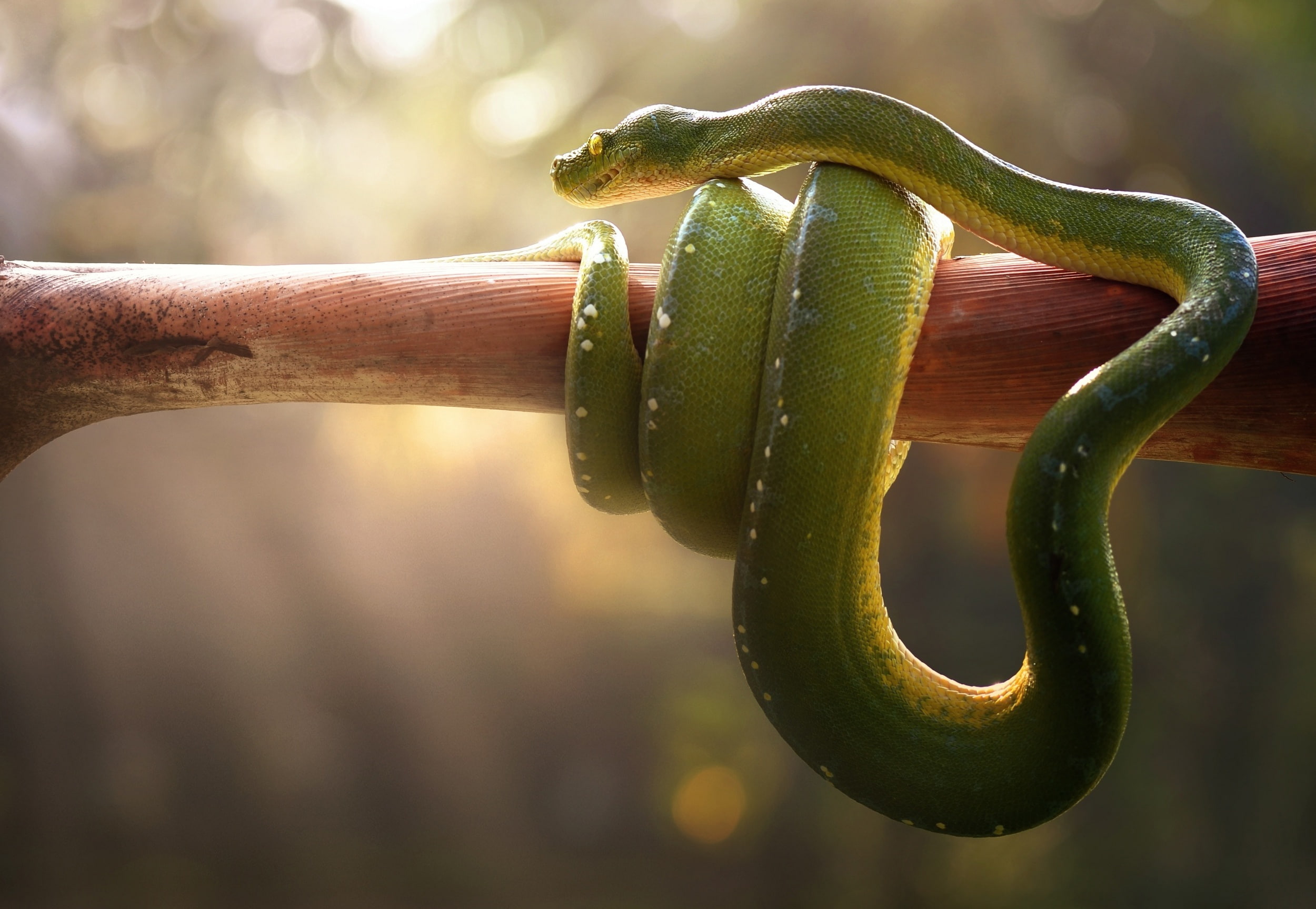 Venomous, Snake, Green pit viper, 1080P, HD Wallpaper