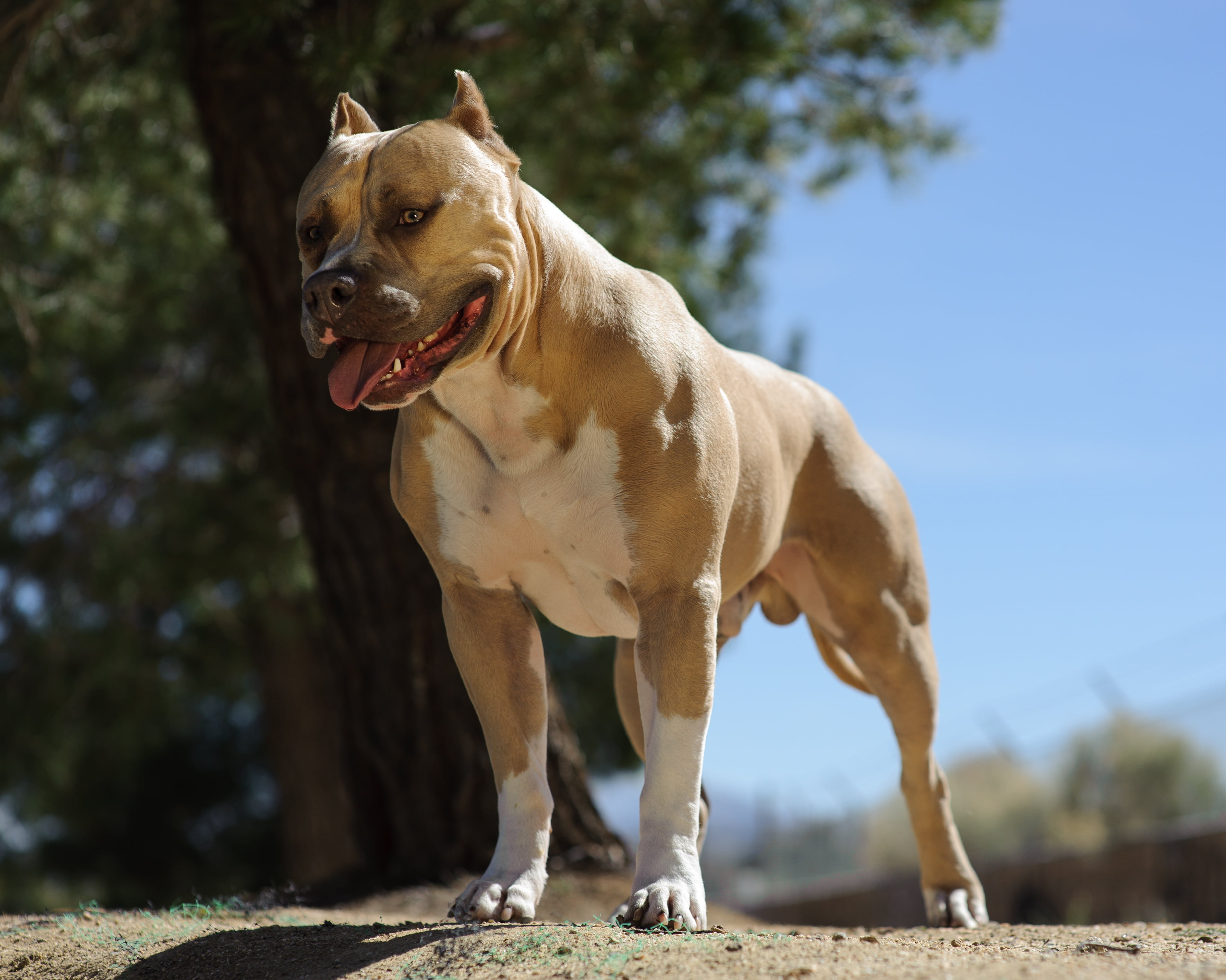 tree, Staffordshire Terrier, white, plant, animal, one animal, looking, domestic, animal themes, vertebrate, sunlight, mammal, mouth open, pets, land, focus on foreground, HD Wallpaper