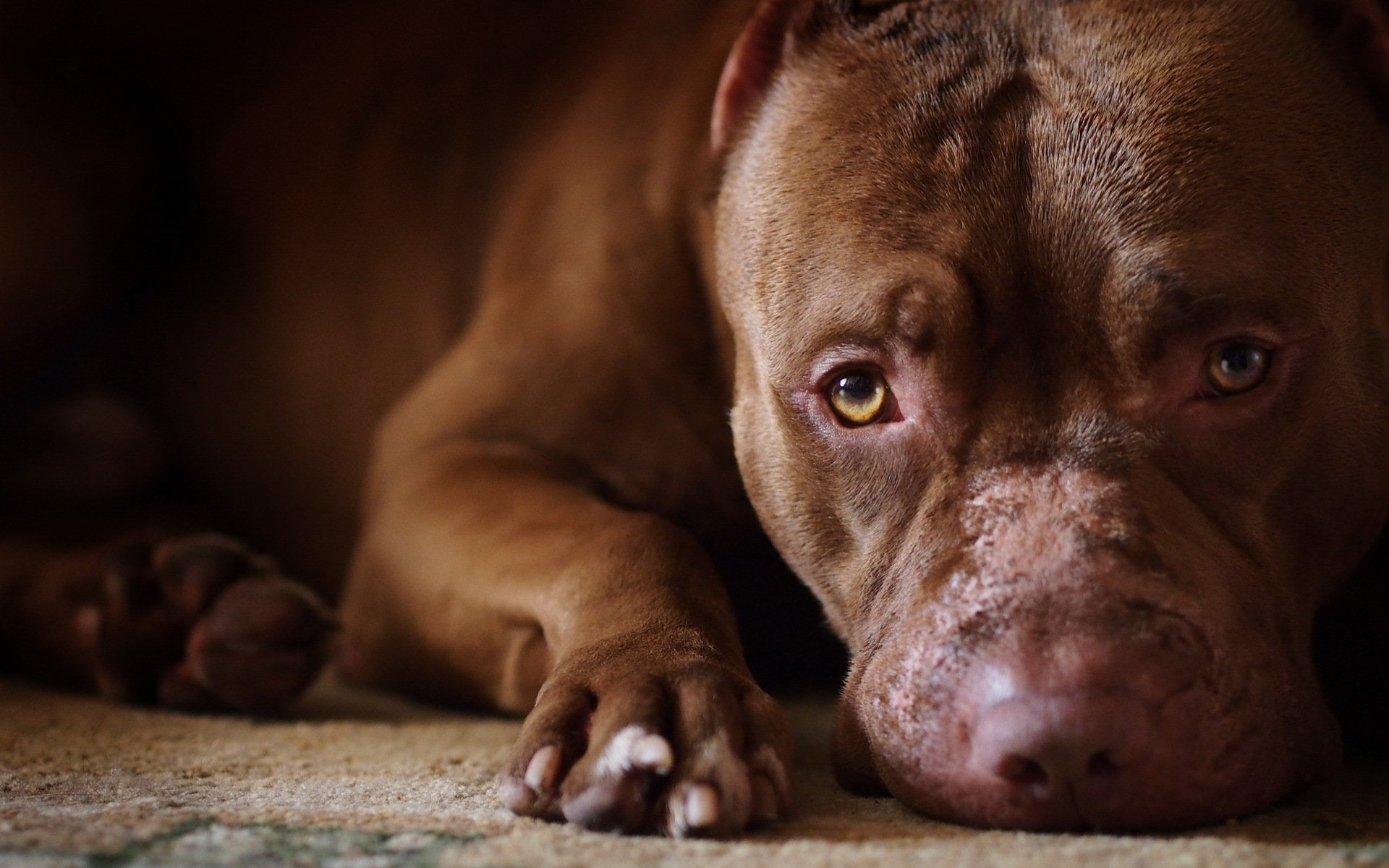 Pit Bull, 1080P, Dogs, Dog, Pitbull, HD Wallpaper