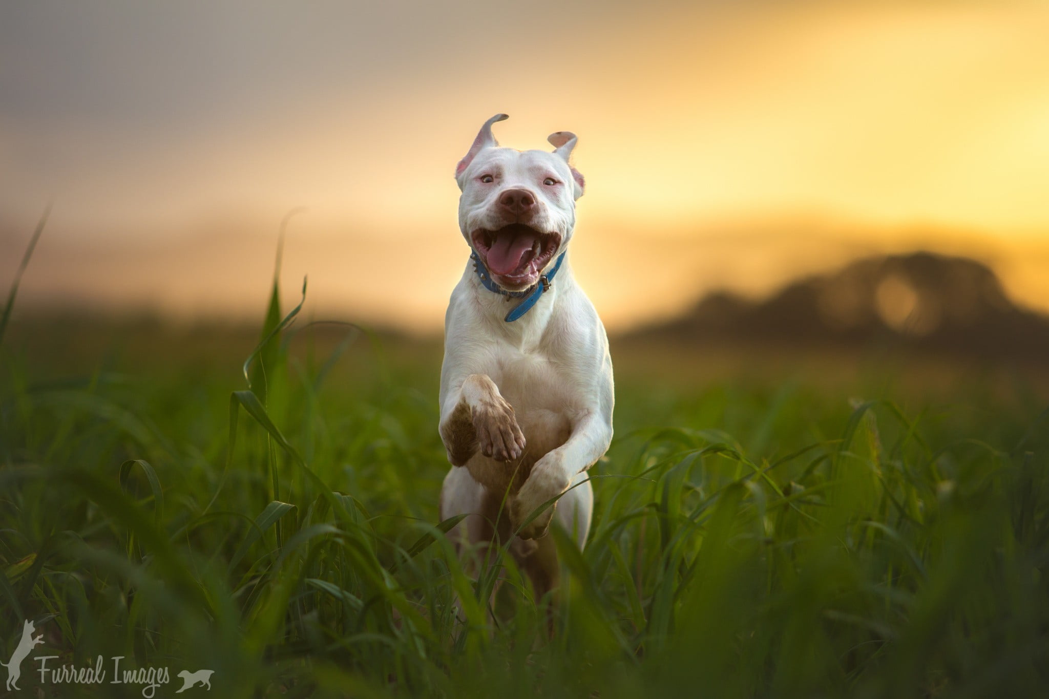 land, animal themes, animals, field, sunset, animal, bull, grass, 1080P, no people, portrait, domestic animals, pit, american, photography, mouth open, HD Wallpaper