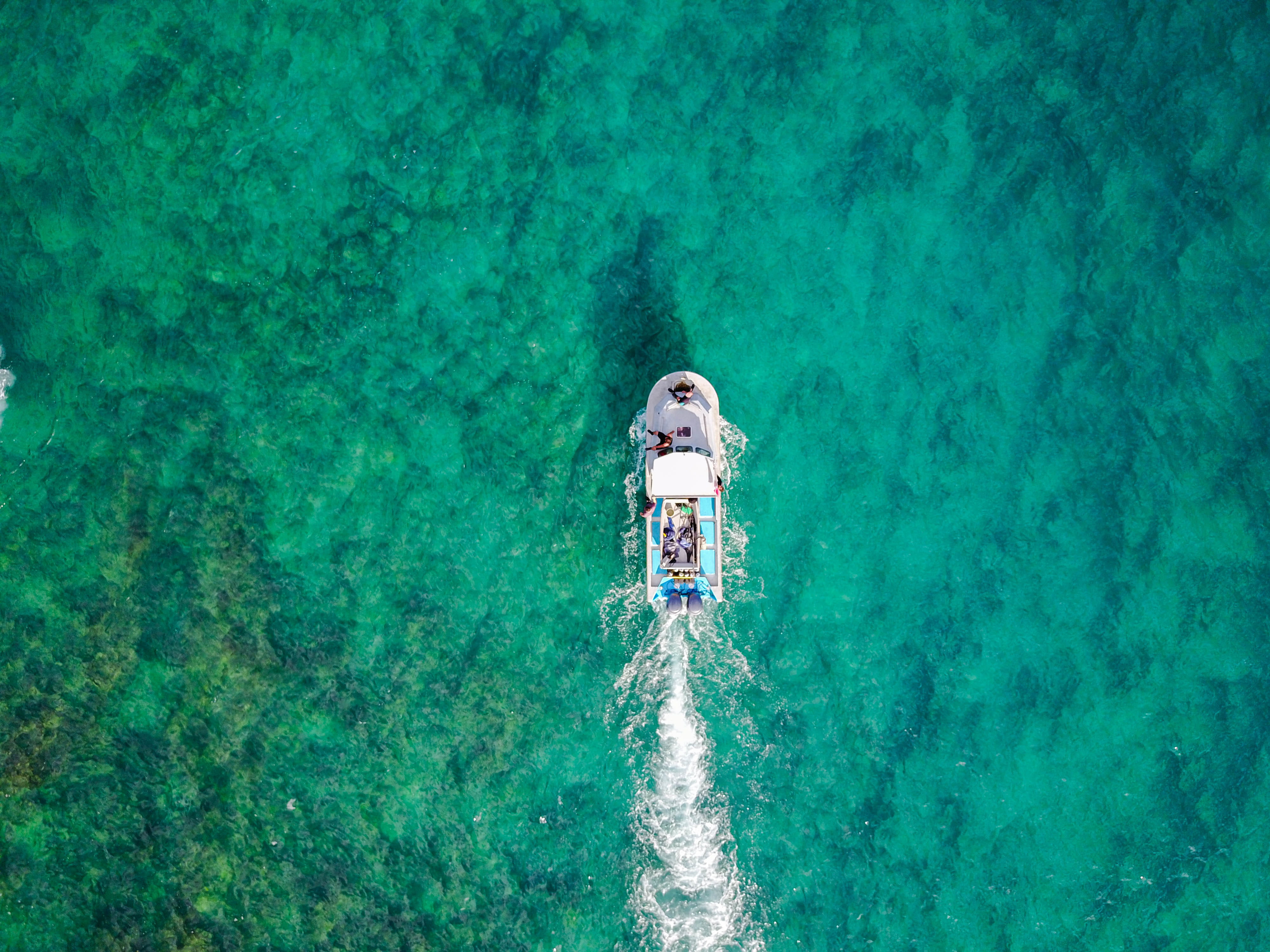 eye, men, s, scenics - nature, directly above, shark, white, water, bird, wake, boat, sign, 4K, fishing, ship, tropical, lifestyles, sunlight, beauty in nature, HD Wallpaper