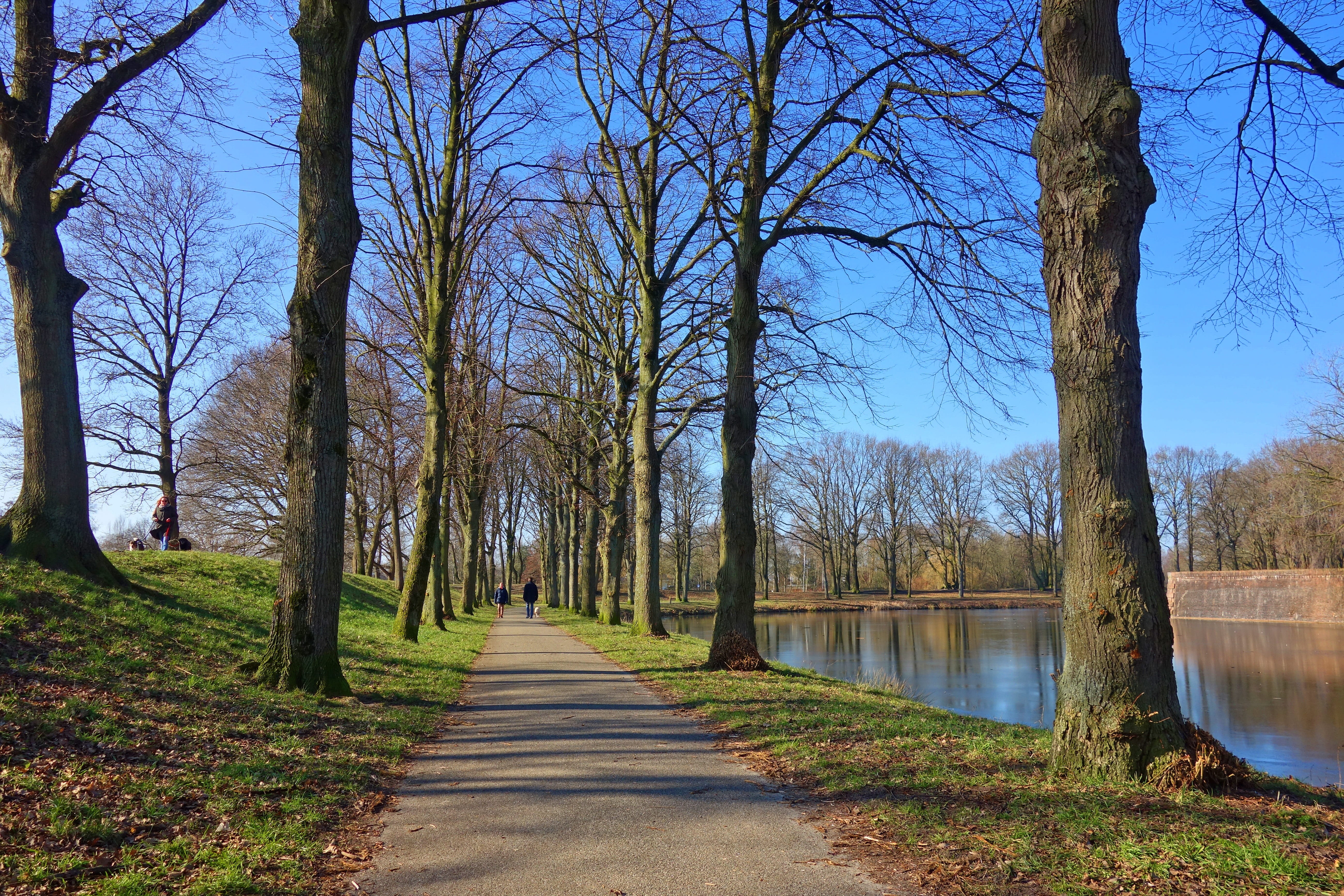 treelined, tree, tranquility, lane, fortress, 5K, bare tree, plant, naarden-vesting, footpath, trunk, sunny day, no people, growth, beauty in nature, nature, HD Wallpaper