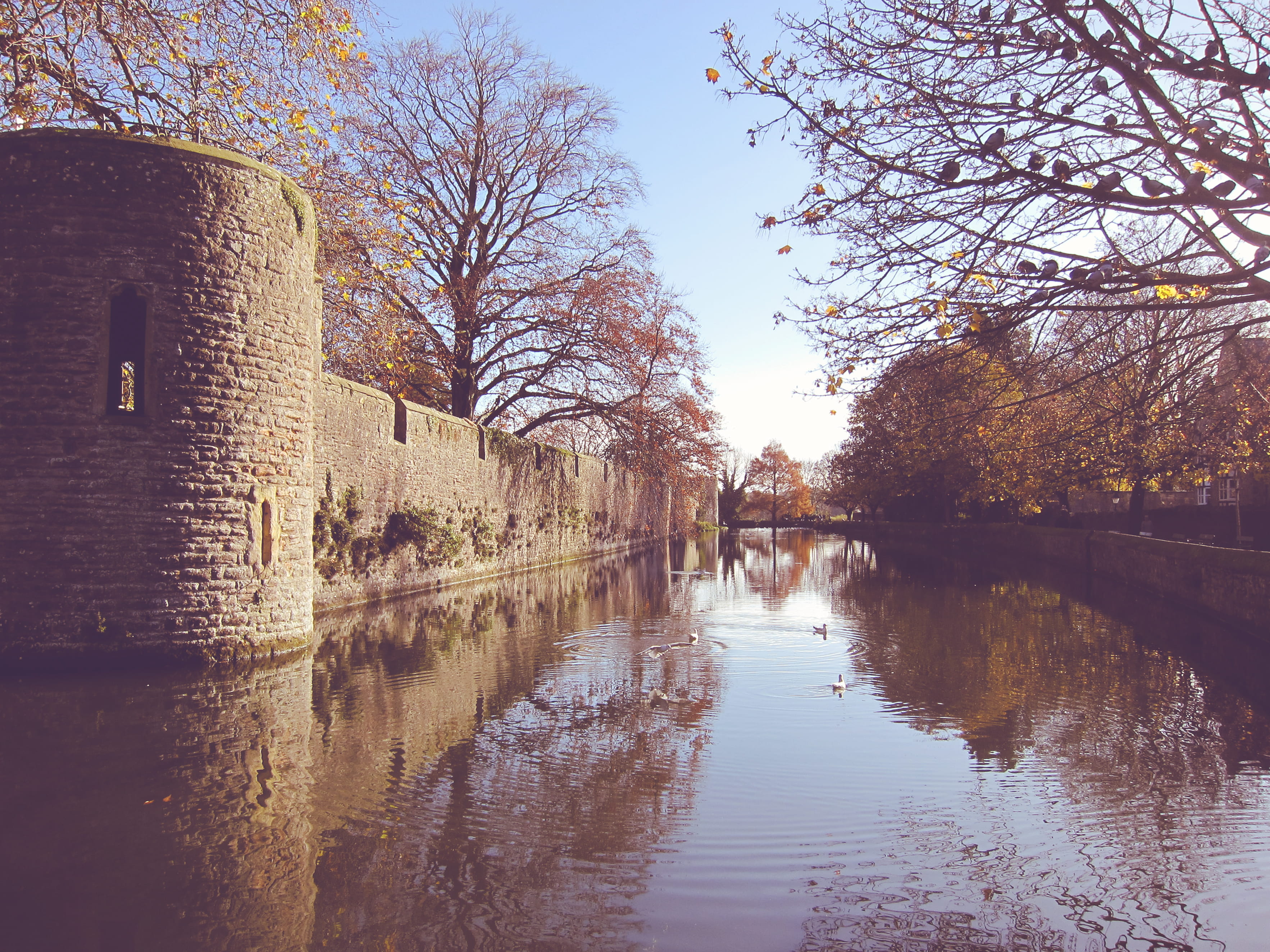 built structure, wall, building exterior, no people, plant, waterfront, change, 2K, somerset, bird, moat, sky, winter, nature, day, outdoor, well, water, HD Wallpaper