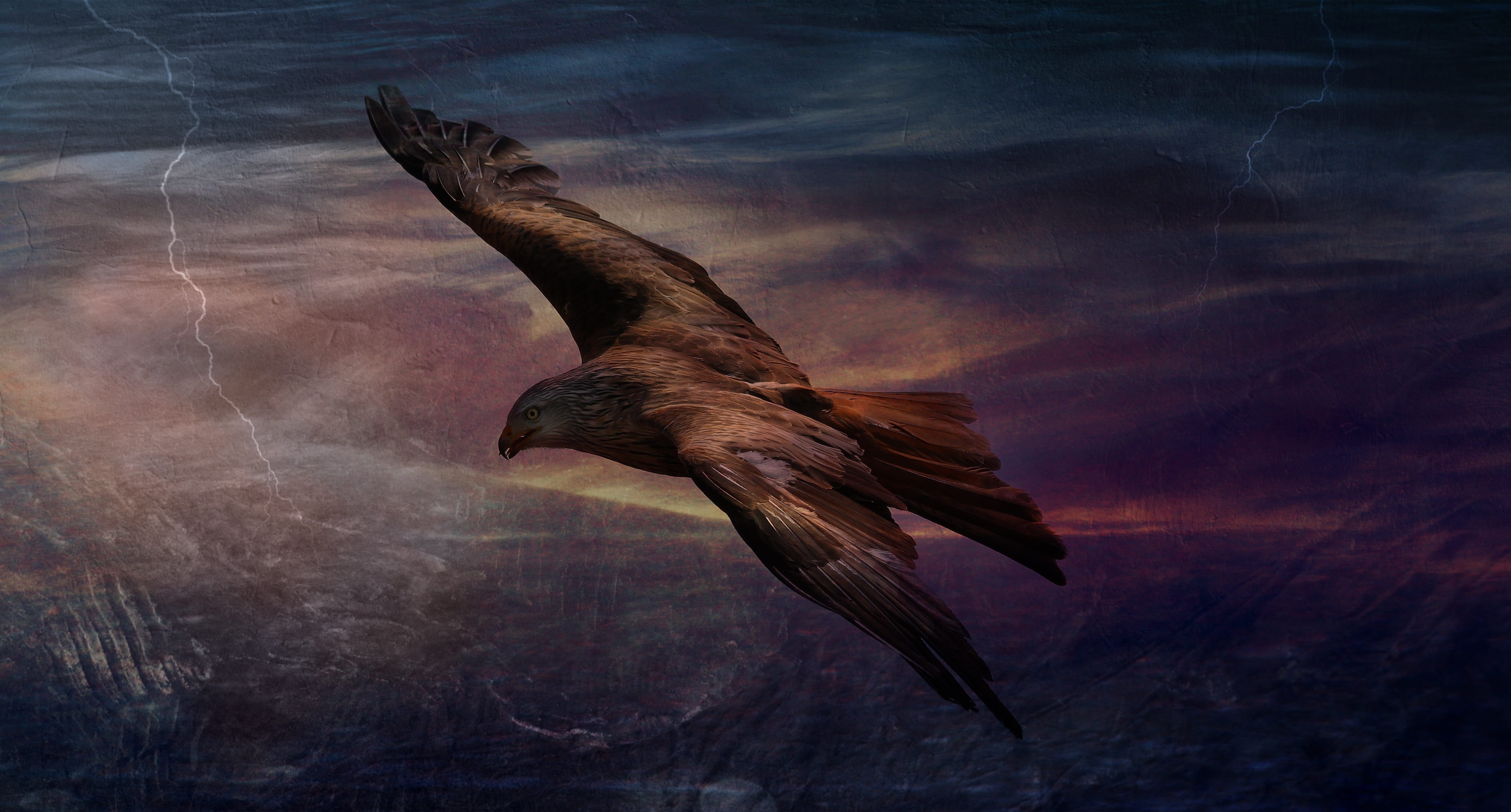 quick, vertebrate, animal wildlife, bird of prey, adler, edit, beauty in nature, animal body part, hawk, animal themes, 5K, fast, marine, animal, cloud - sky, HD Wallpaper