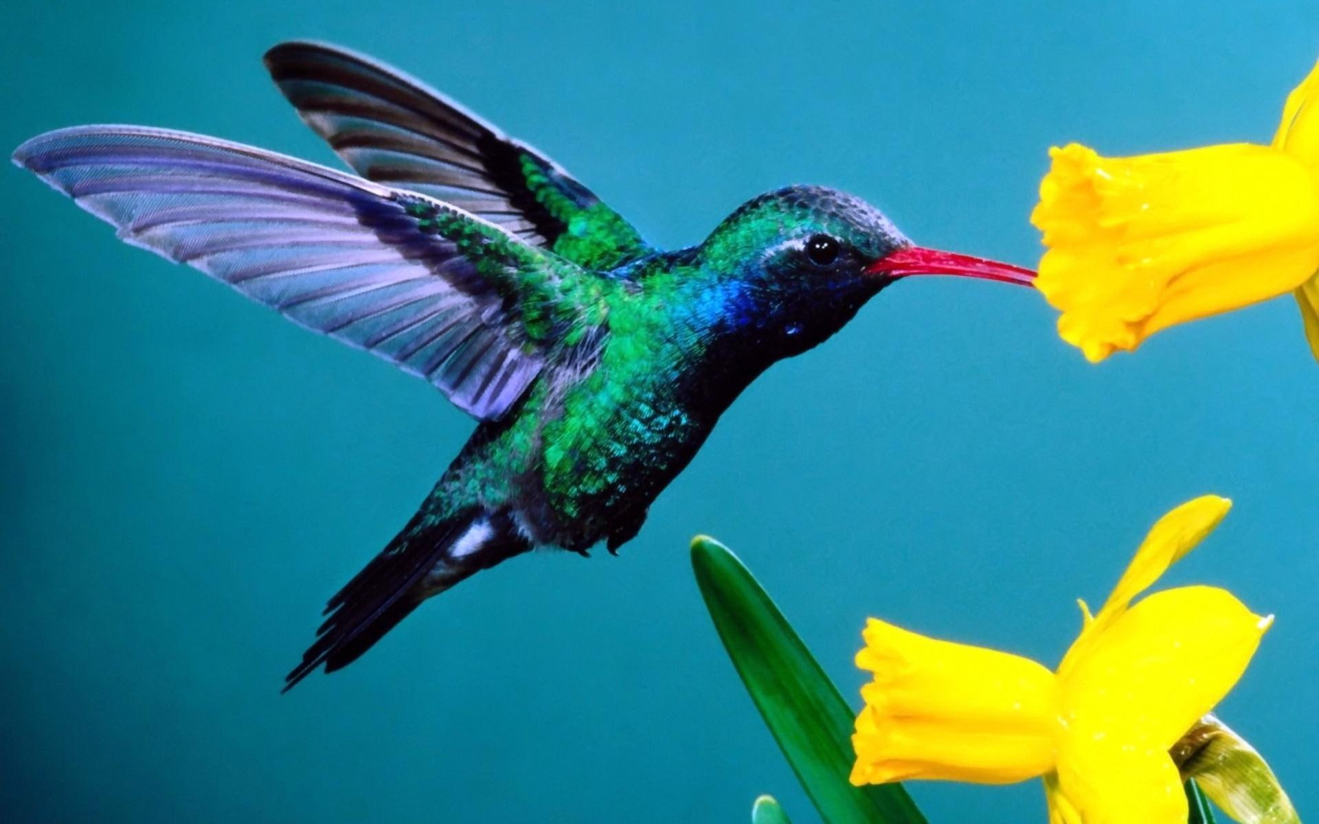 yellow, quick, flowers, small, bird, hummingbird, animal, nature, 1080P, beautiful, animals, HD Wallpaper