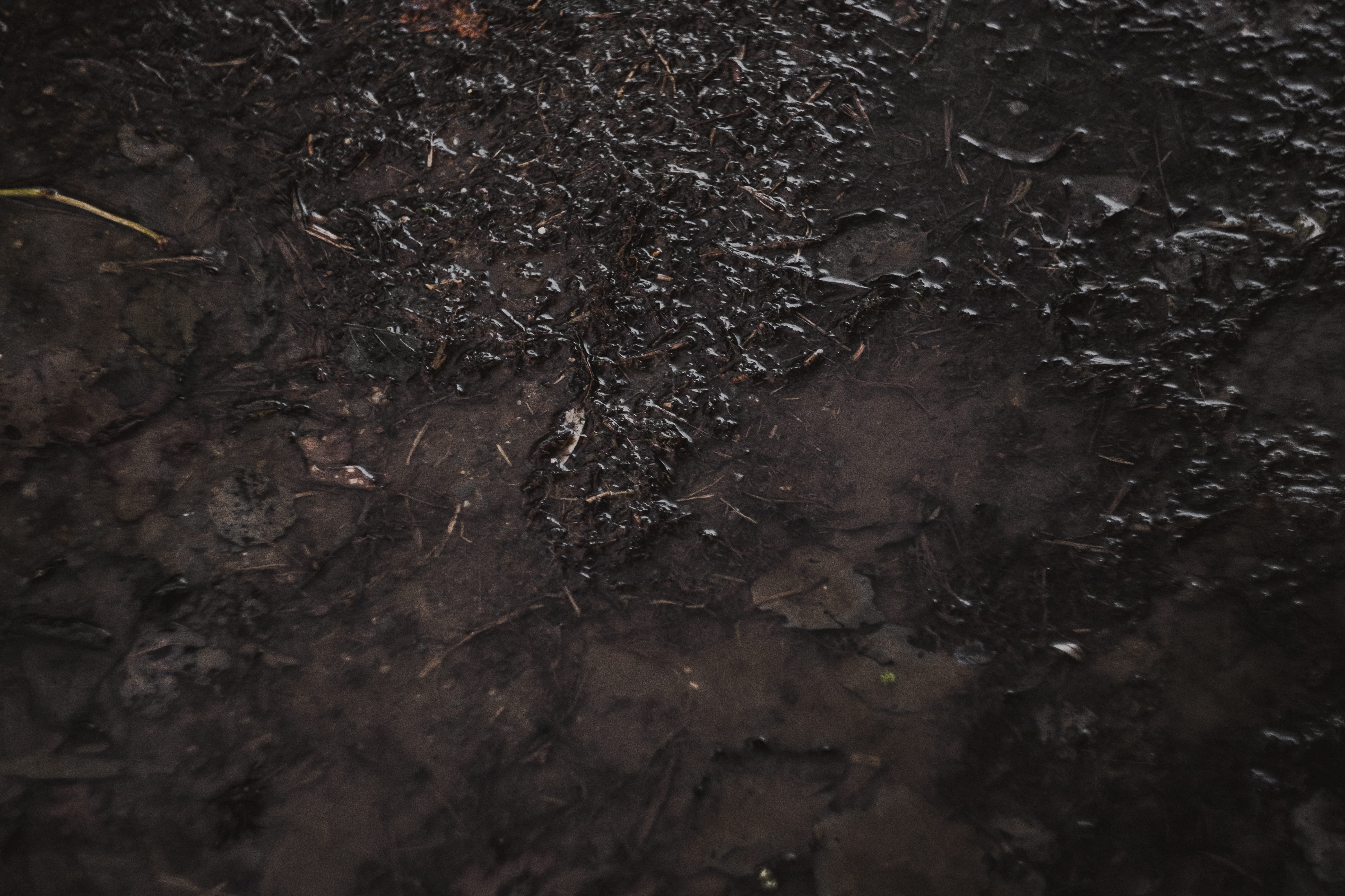 plant, tranquility, close-up, day, life, full frame, growth, field, land, authentic, 5K, high angle view, ground, no people, root, shape, dirty, celebrating_life, HD Wallpaper