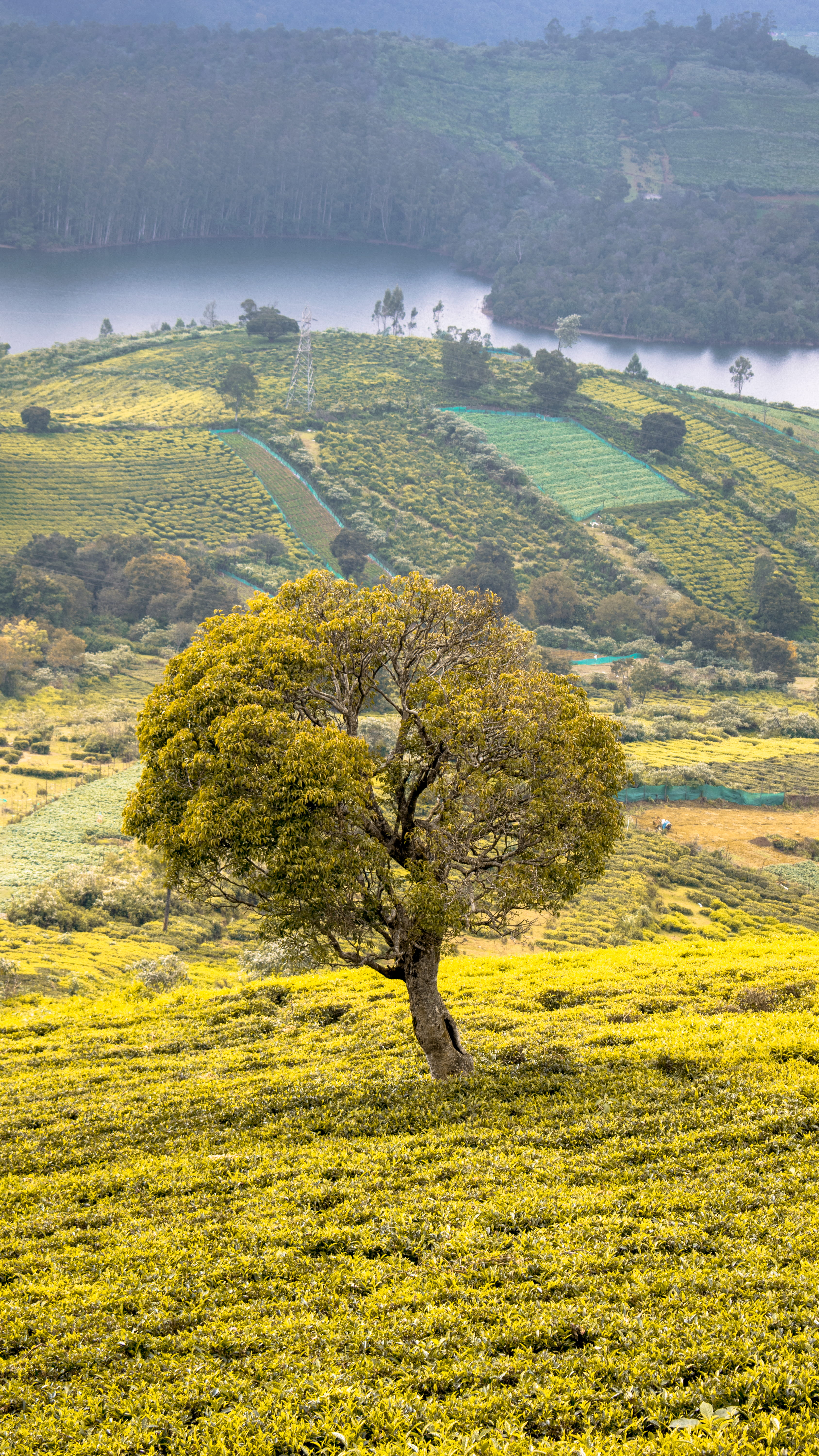 no people, countryside, farm, day, agriculture, green, plant, winter, environment, autumn, tree, hill, ooty, scenery, view, winters, rural, green color, Phone HD Wallpaper