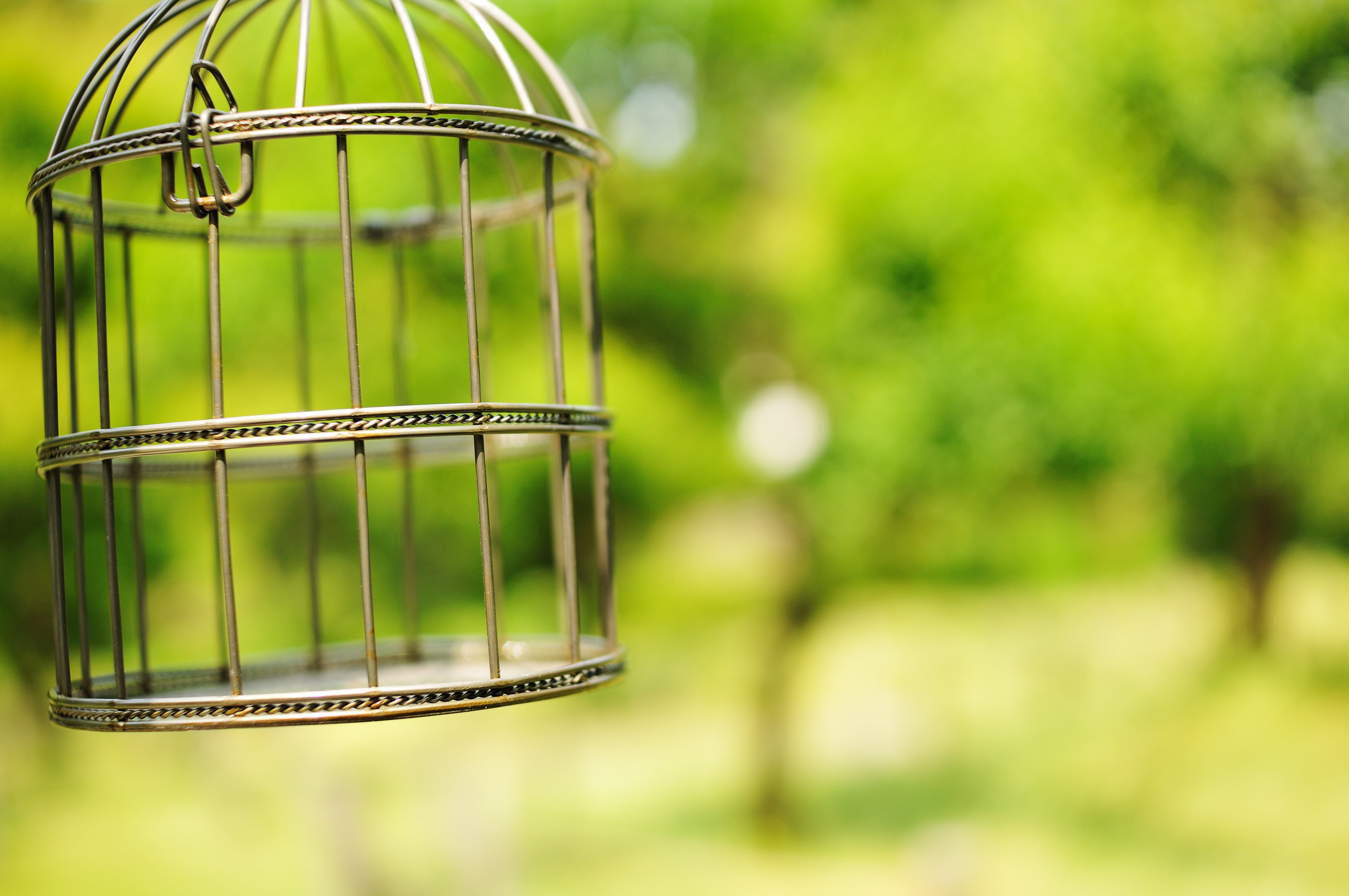 Portrait, naki, photography, Foundation, focus, SIGMA, 4K, HSM, 府中, brown, cage, 30mm, Japan, tokyo, Cultural, DC, Nikon  D300, Bird, metal, pet, fuchu, HD Wallpaper