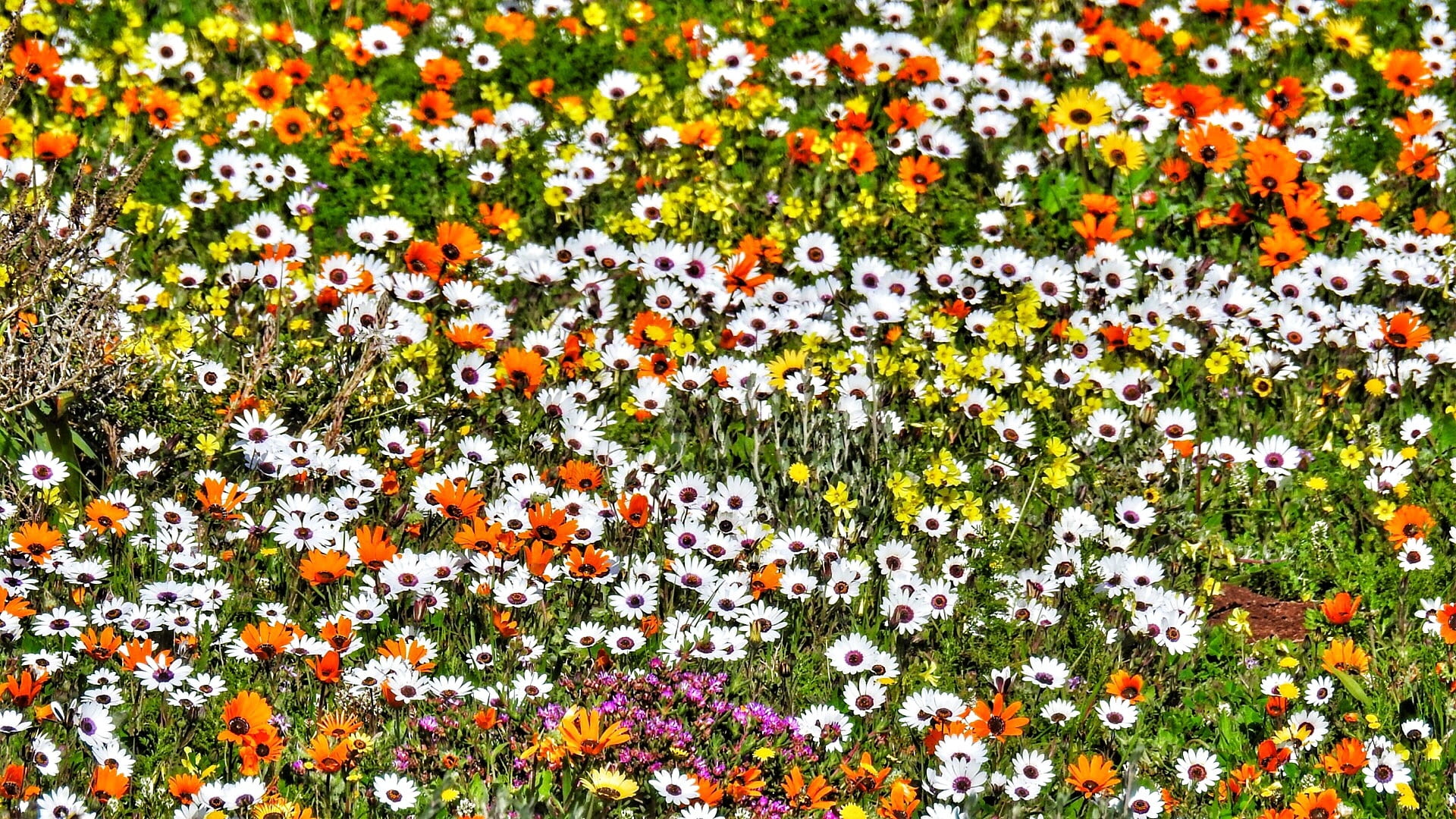 flower, freshness, south africa, springs, west coast, abundance, vulnerability, orange color, flower head, no people, beauty in nature, fragility, langebaan, HD Wallpaper