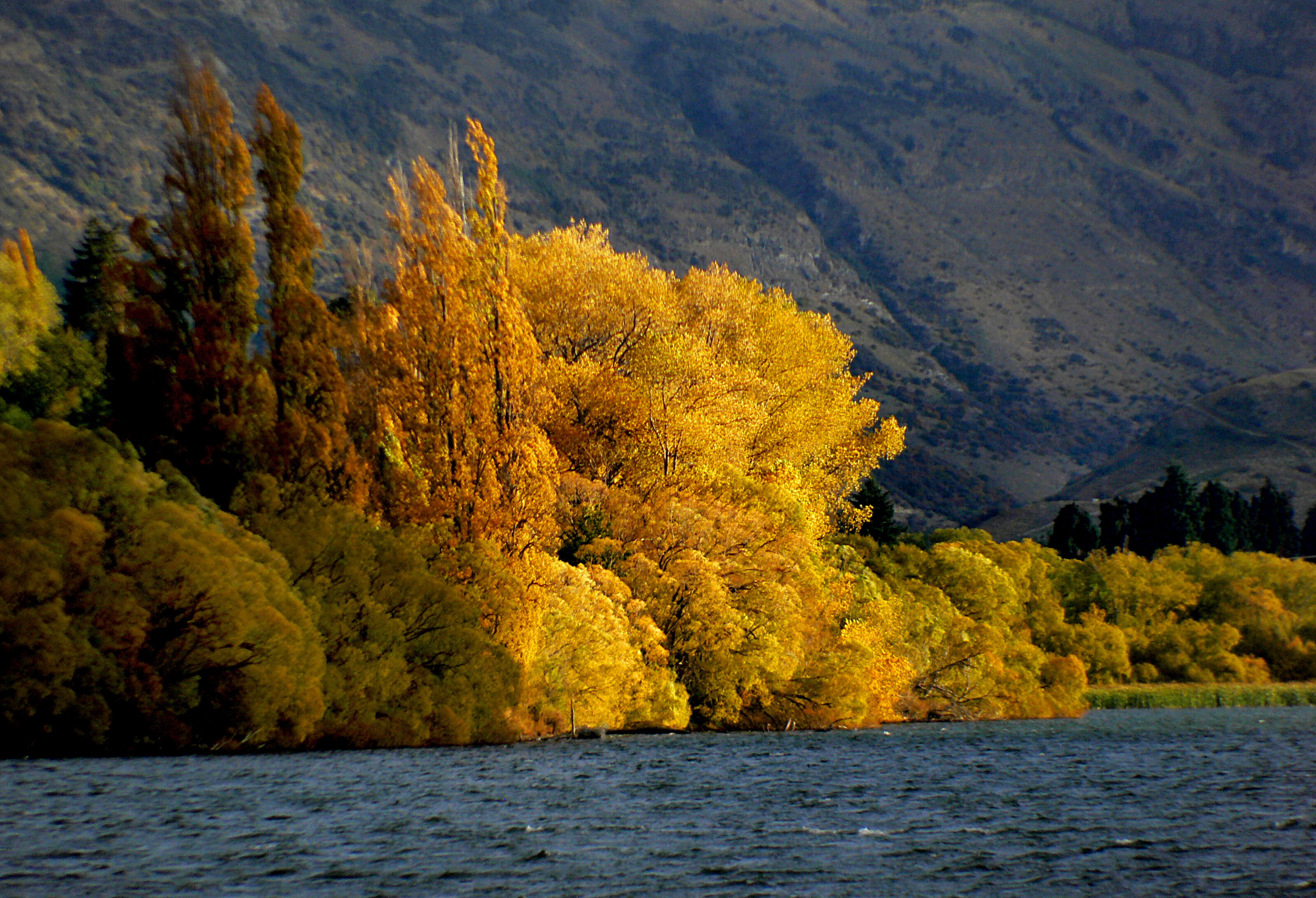 water, trees field, outdoors, beauty In Nature, colours, autumn, CC0, hayes, Lakes, lake, leaf, scenics, beside, mountain, landscape, Otago, forest, Public Domain, HD Wallpaper