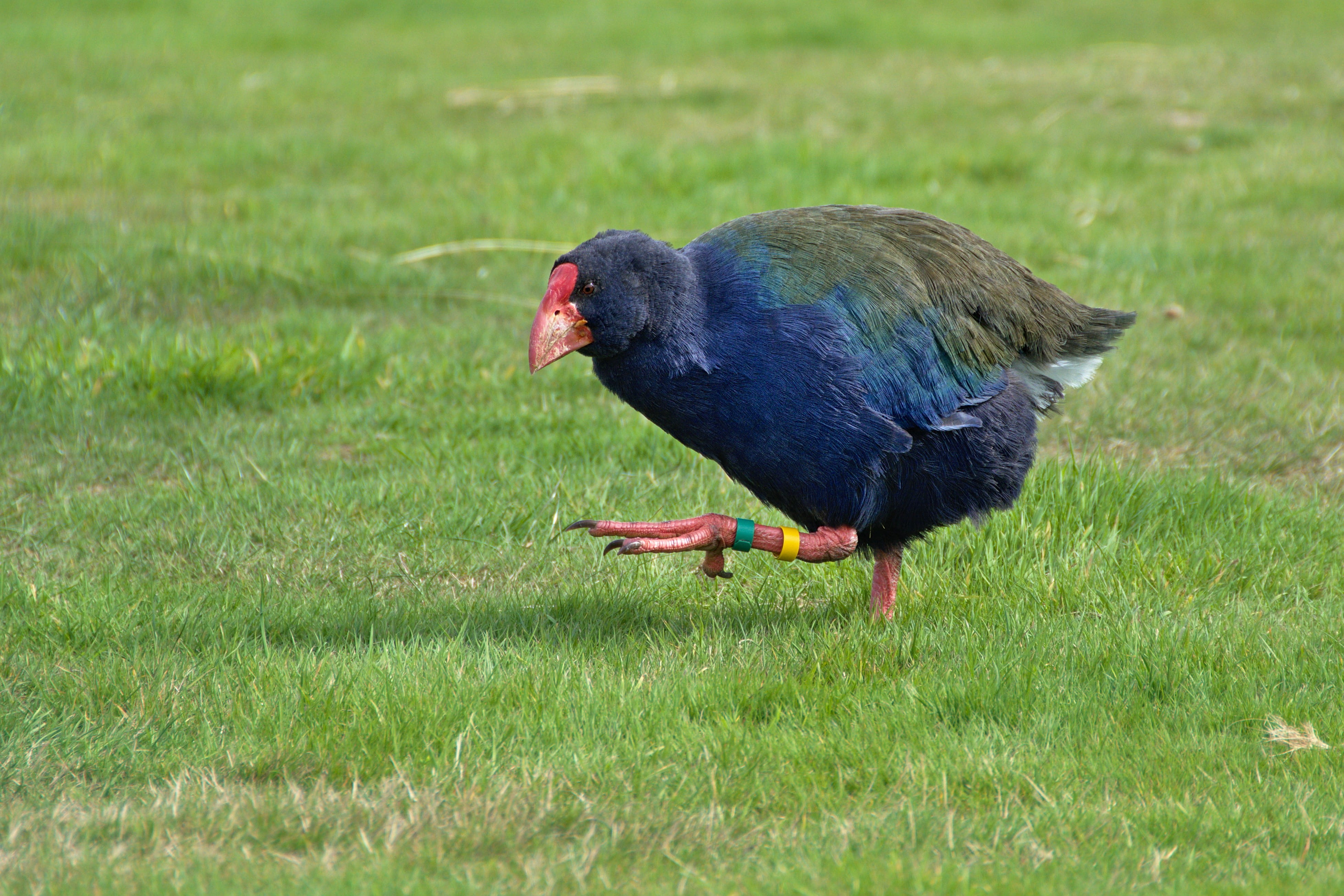 single, selective focus, blue, one animal, land, porphyrio hochstetteri, green color, full length, south island takahē, nature, endemic, 4K, plant, flightless, HD Wallpaper