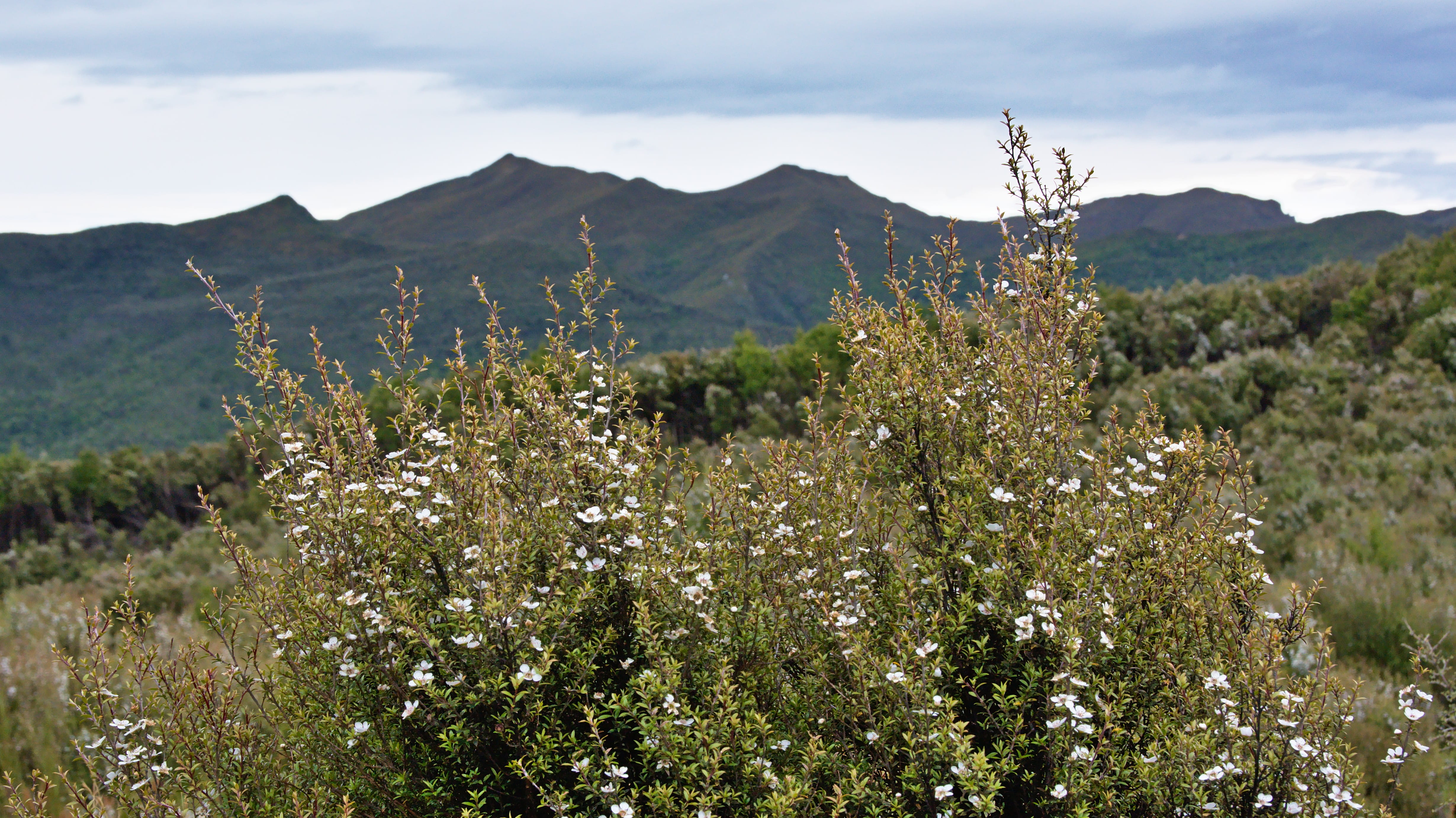 4K, sky, flower, non-urban scene, shrub, environment, upper waitati, flowering plant, no people, bush, mountain range, flowering, manuka, vegetation, otago, HD Wallpaper