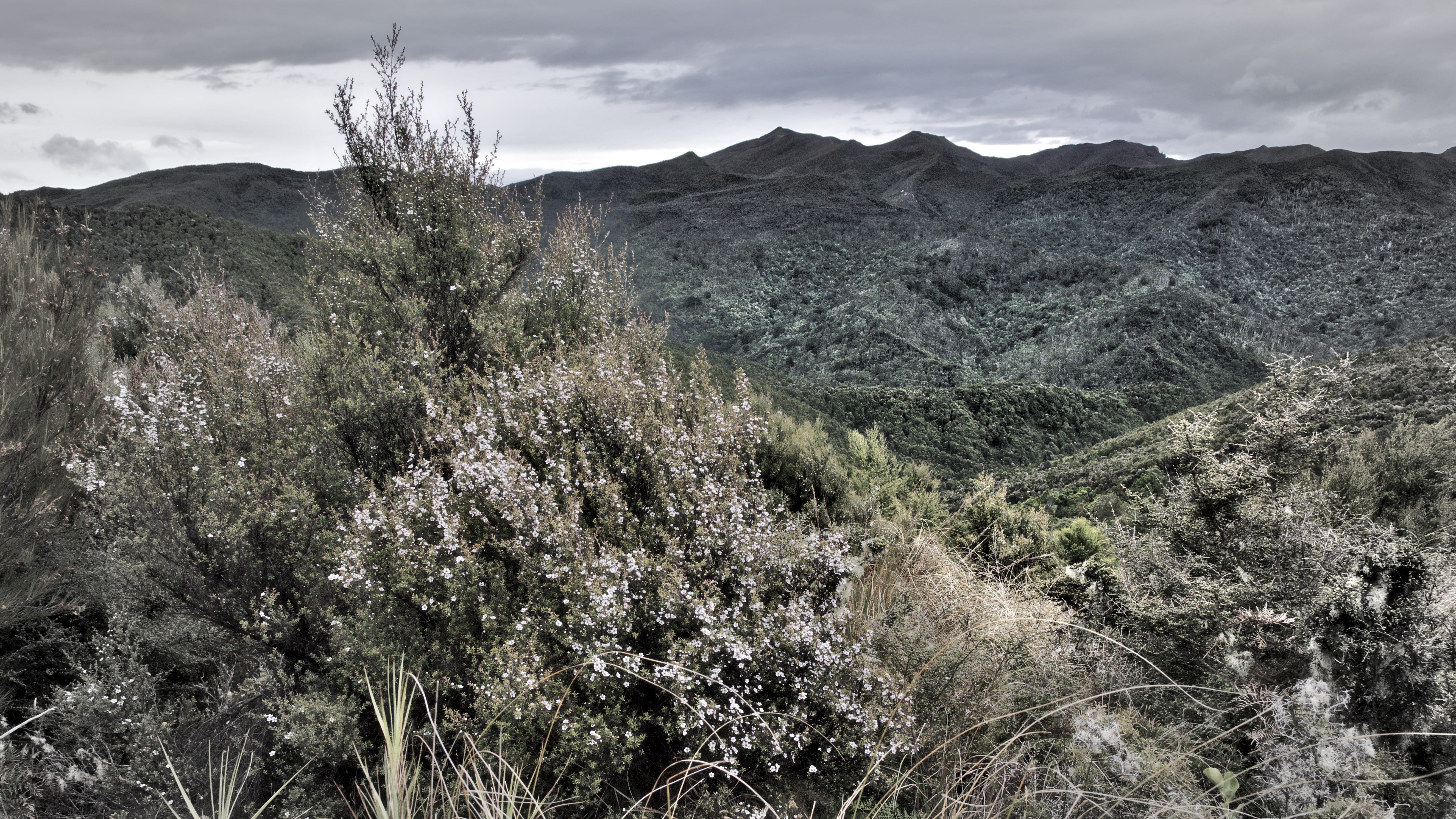 otago, manuka, silver peaks, mountain range, formation, upper waitati, sky, tree, dunedin, environment, tranquil scene, growth, flowering, 5K, day, tranquility, HD Wallpaper