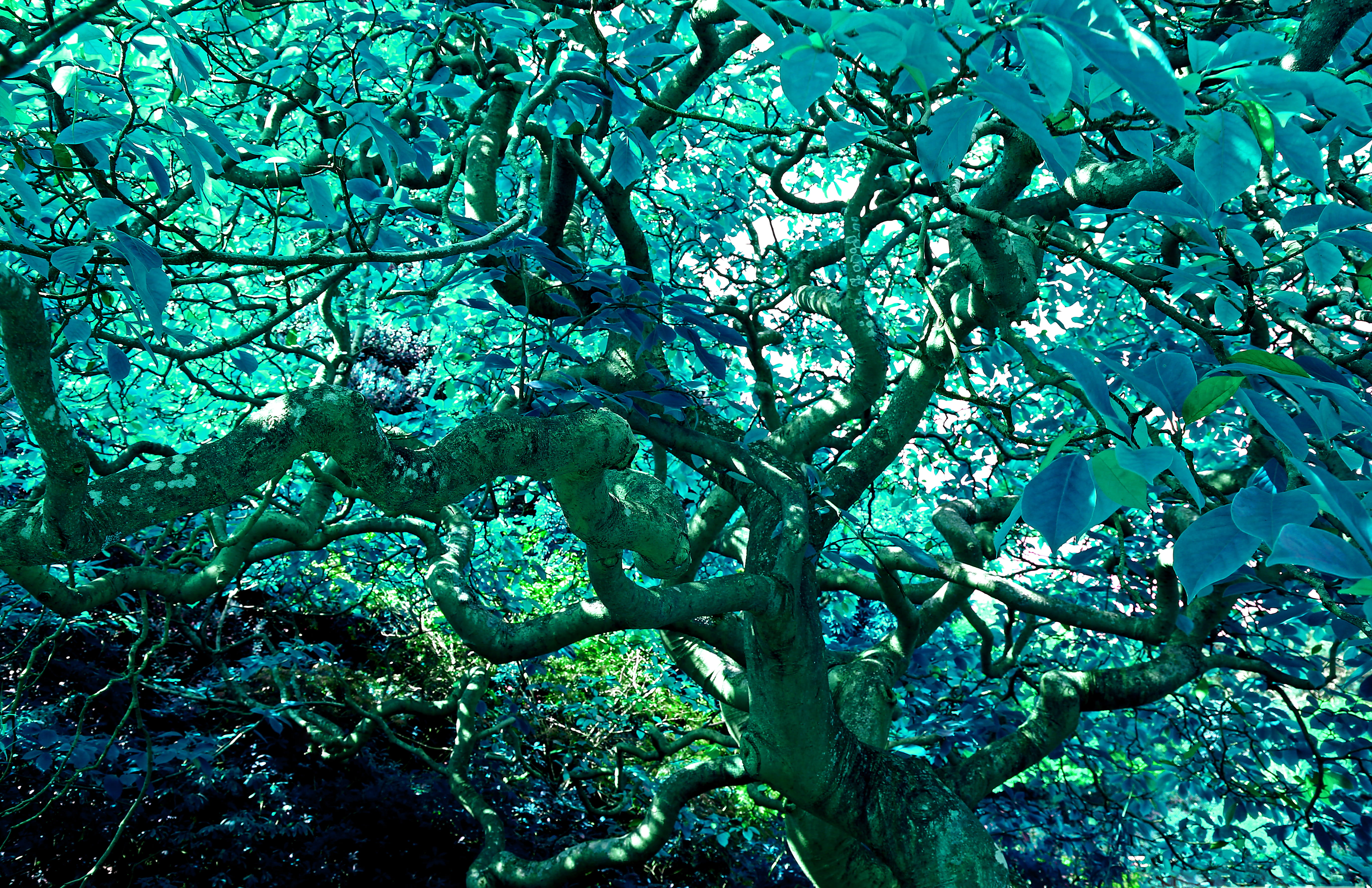 outdoors, tree, shadow, plant, cool, turquoise colored, stems, tranquility, tangle, tree canopy, foliage, lush foliage, nature, day, magnolia, sunlight, HD Wallpaper