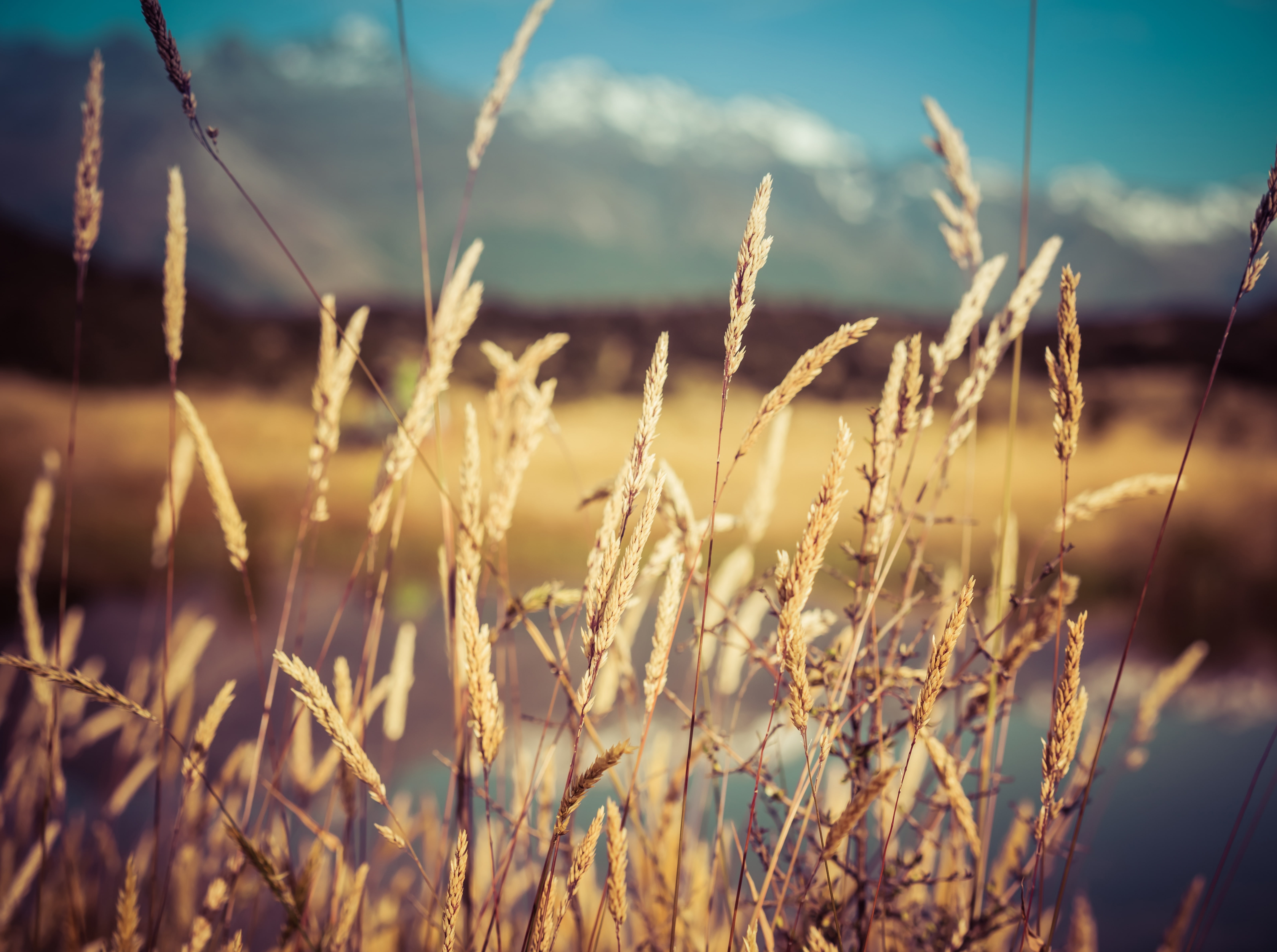 January, close-up, no people, field, non-urban scene, Glenorchy, nature, tranquility, sunlight, Closeup, 2014, focus on foreground, Aero, outdoors, Grass, HD Wallpaper