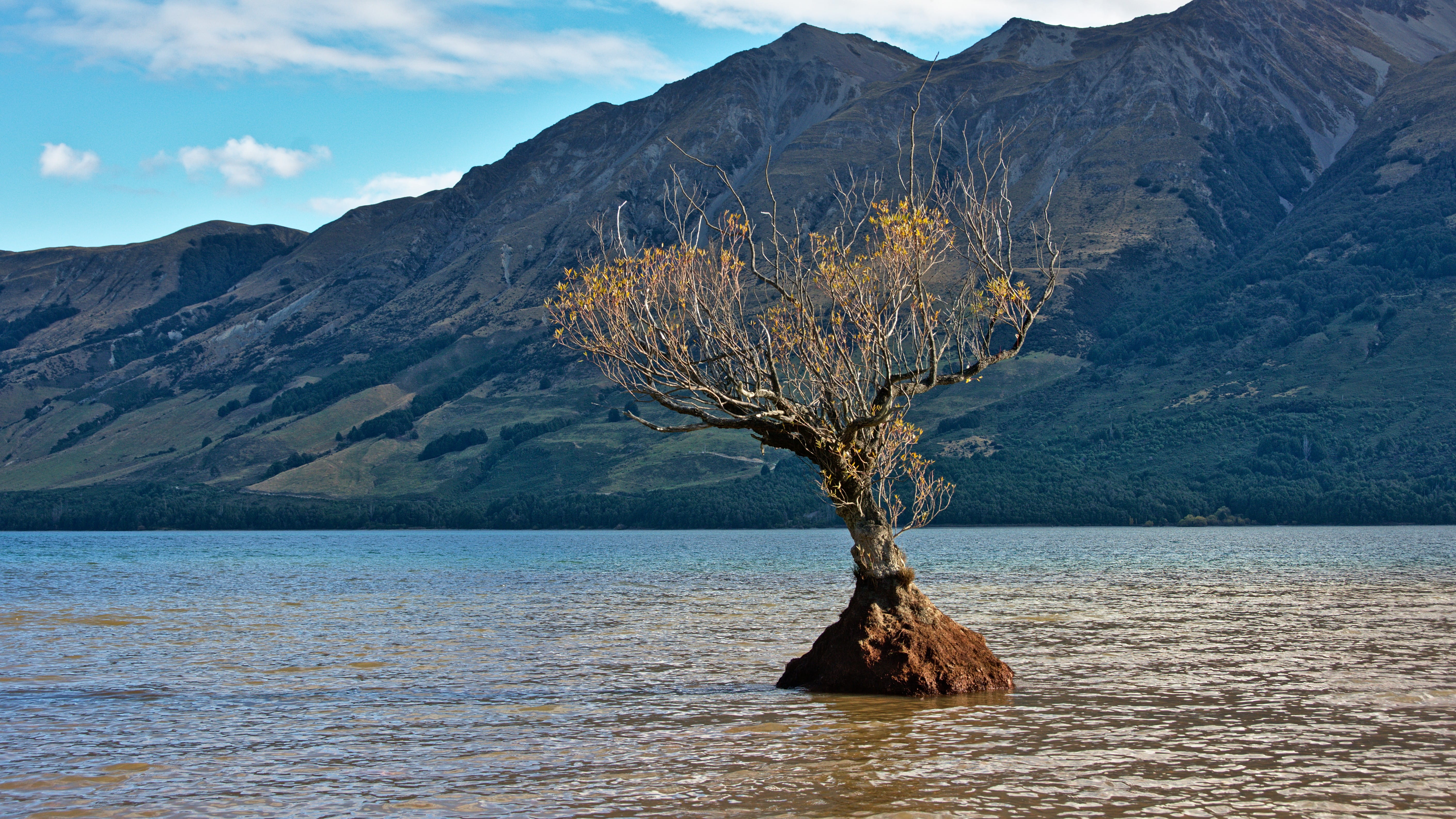 fall, seasons, autumn, glenorchy, small, day, lake, mountains, beauty in nature, struggling, 1 mull st, tree, tranquil scene, mountain, daytime, lone, scenics - nature, HD Wallpaper
