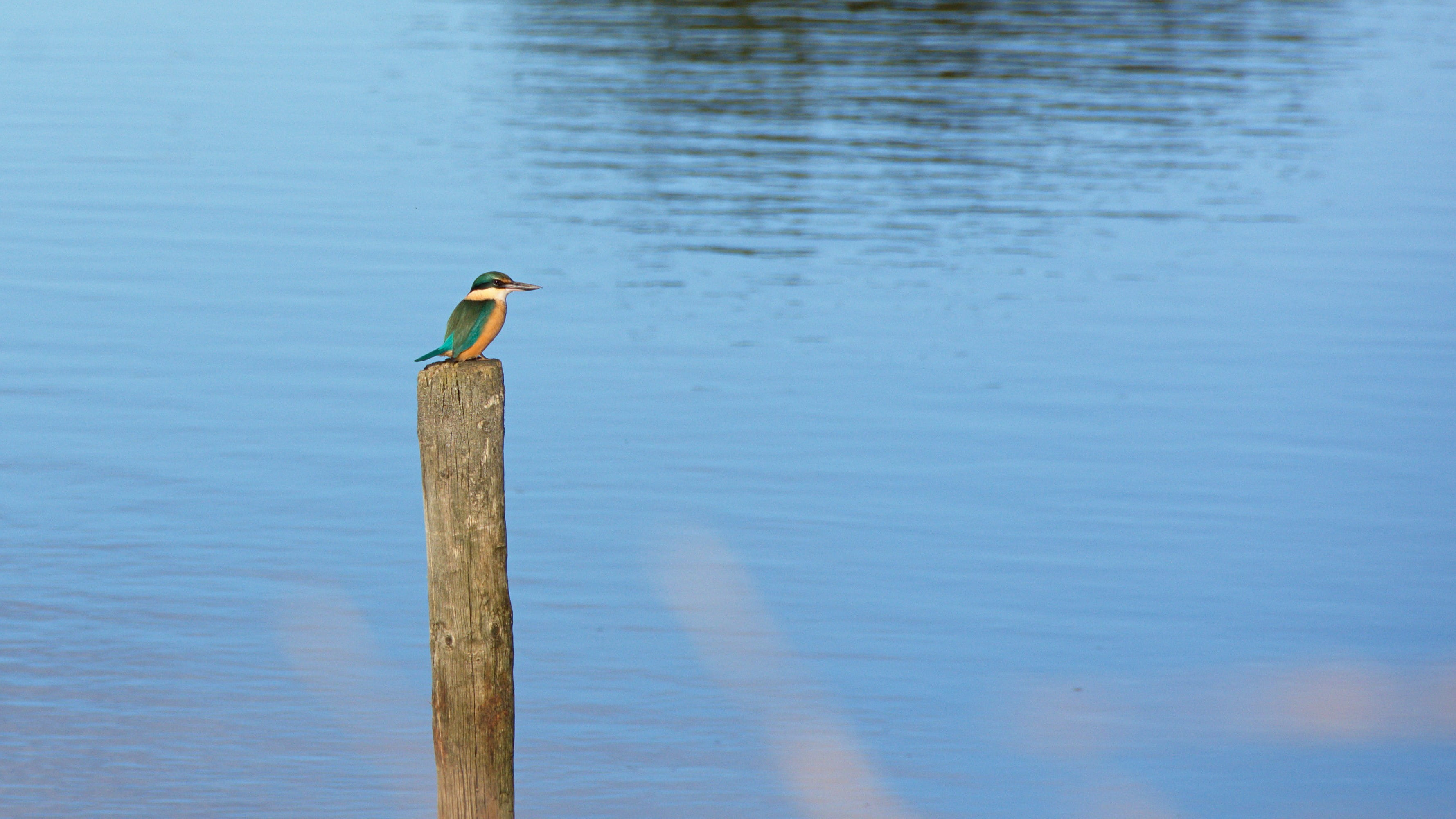 blue, kotare, wood kingfisher, toko mouth settlement rd, animal wildlife, otago, animals in the wild, wooden post, tree kingfisher, wood - material, nature, HD Wallpaper