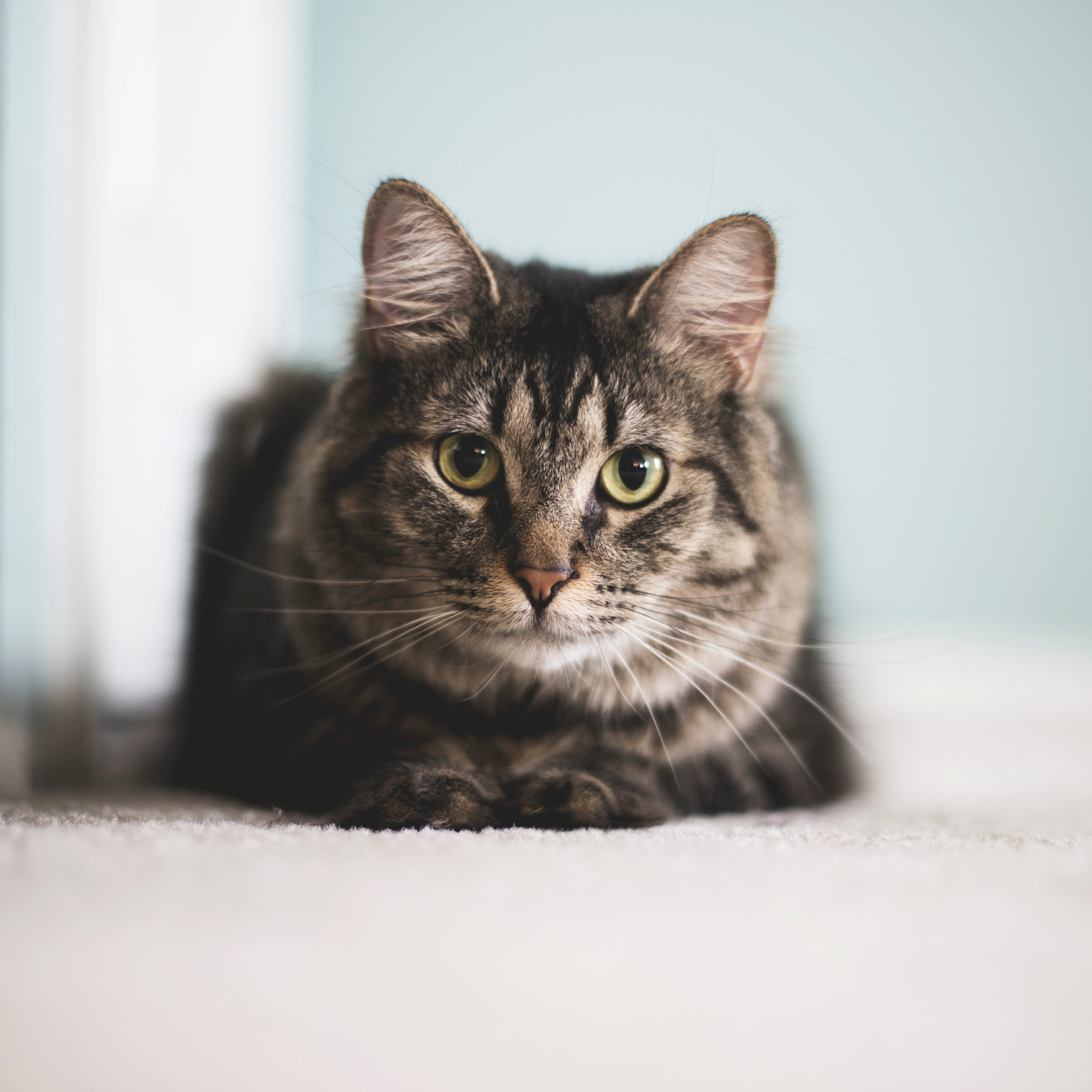 indoors, one Animal, ahead, young Animal, 2K, animal themes, fur, domestic Cat, animals And Pets, pets, animal, looking at camera, cute, cat, feline, vertebrate, Phone HD Wallpaper