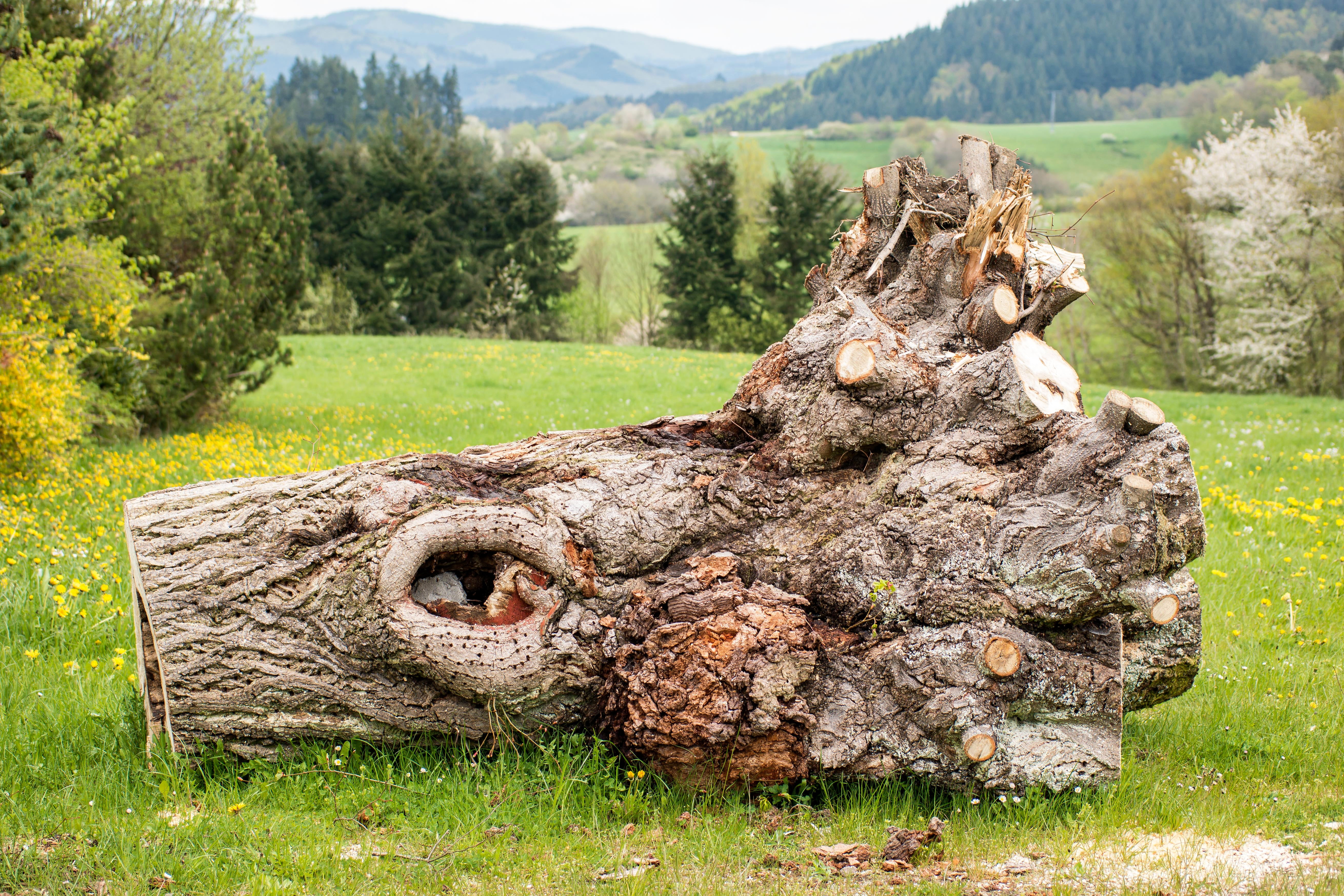 tribe, no people, deterioration, structure, gnarled, hole, wood, scenics - nature, land, root, field, 5K, plant, tranquility, day, ahead, eifel, brown, HD Wallpaper