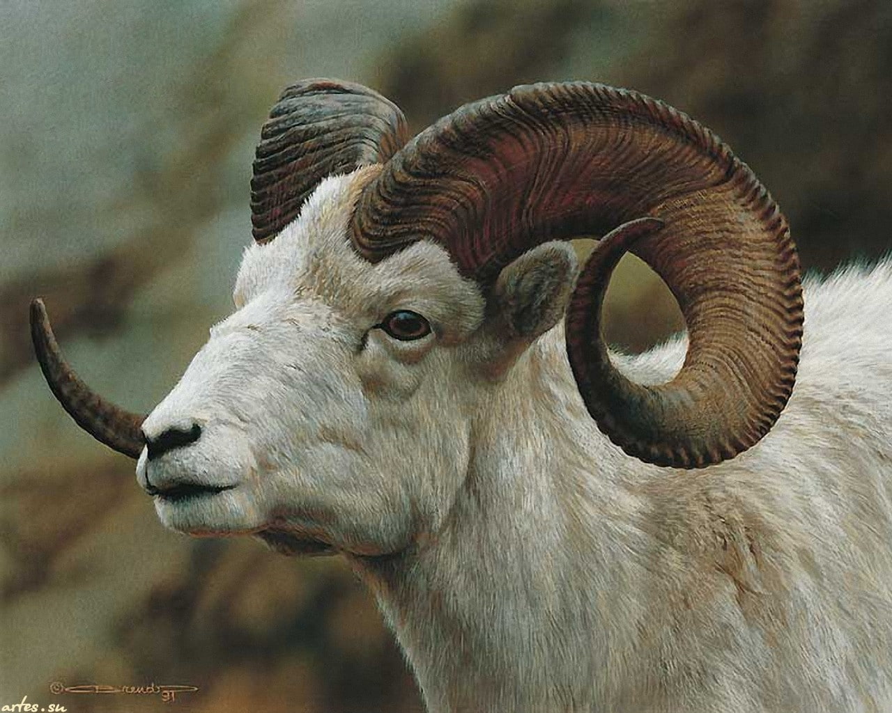 animals, billy, animal, goat, white, hd, 720P, horns, painting, HD Wallpaper