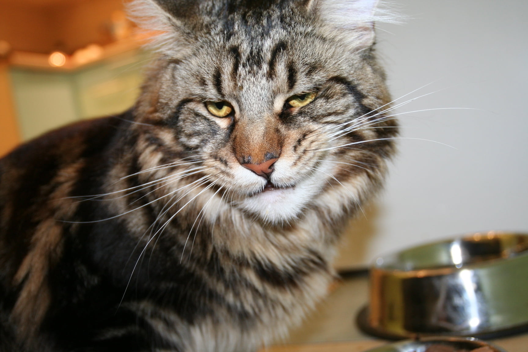cute, animal head, one Animal, animal themes, frustration, domestic kitchen, fur, looking, tabby, domestic, cat, young Animal, whisker, face, maine coon, HD Wallpaper