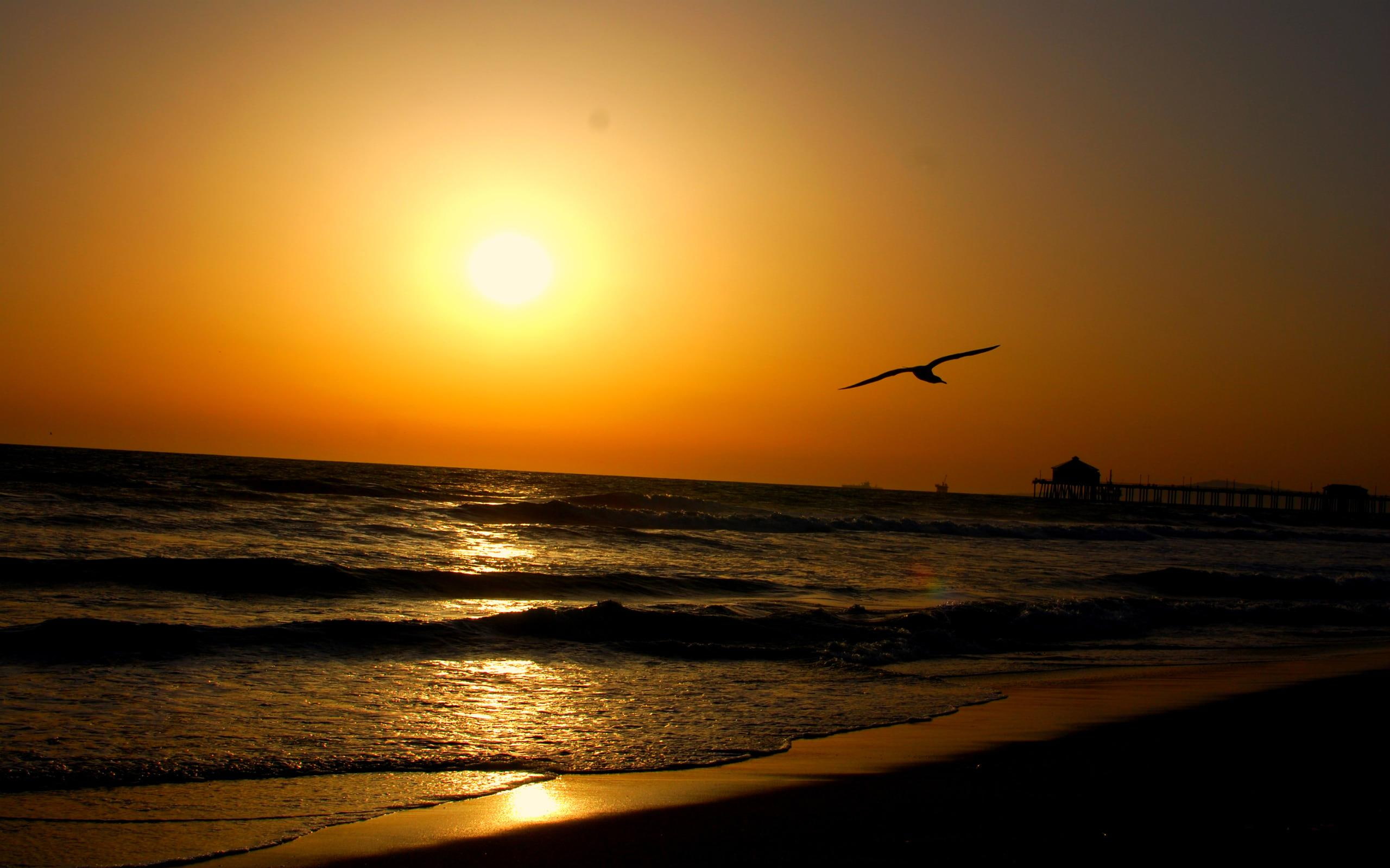 golden, seagull, sunset, amongst, skyship, waves, 2K, pier, beach, 3d and abstract, clear, light, HD Wallpaper