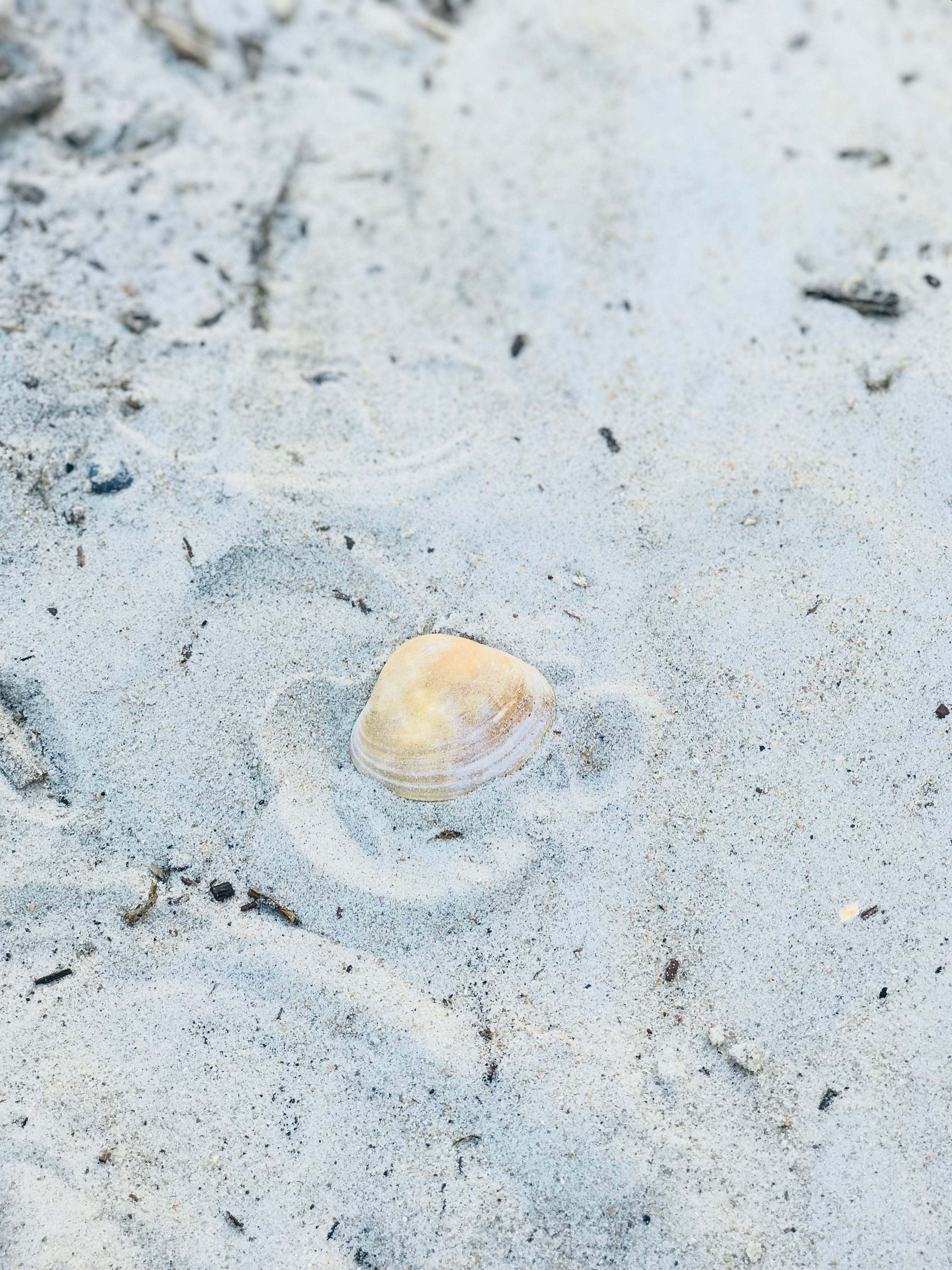 animal wildlife, prints, 4K, solid, gray, beauty in nature, pattern, day, outdoors, marine, animal themes, tracks, sand, beach, seashell, focus on foreground, Phone HD Wallpaper