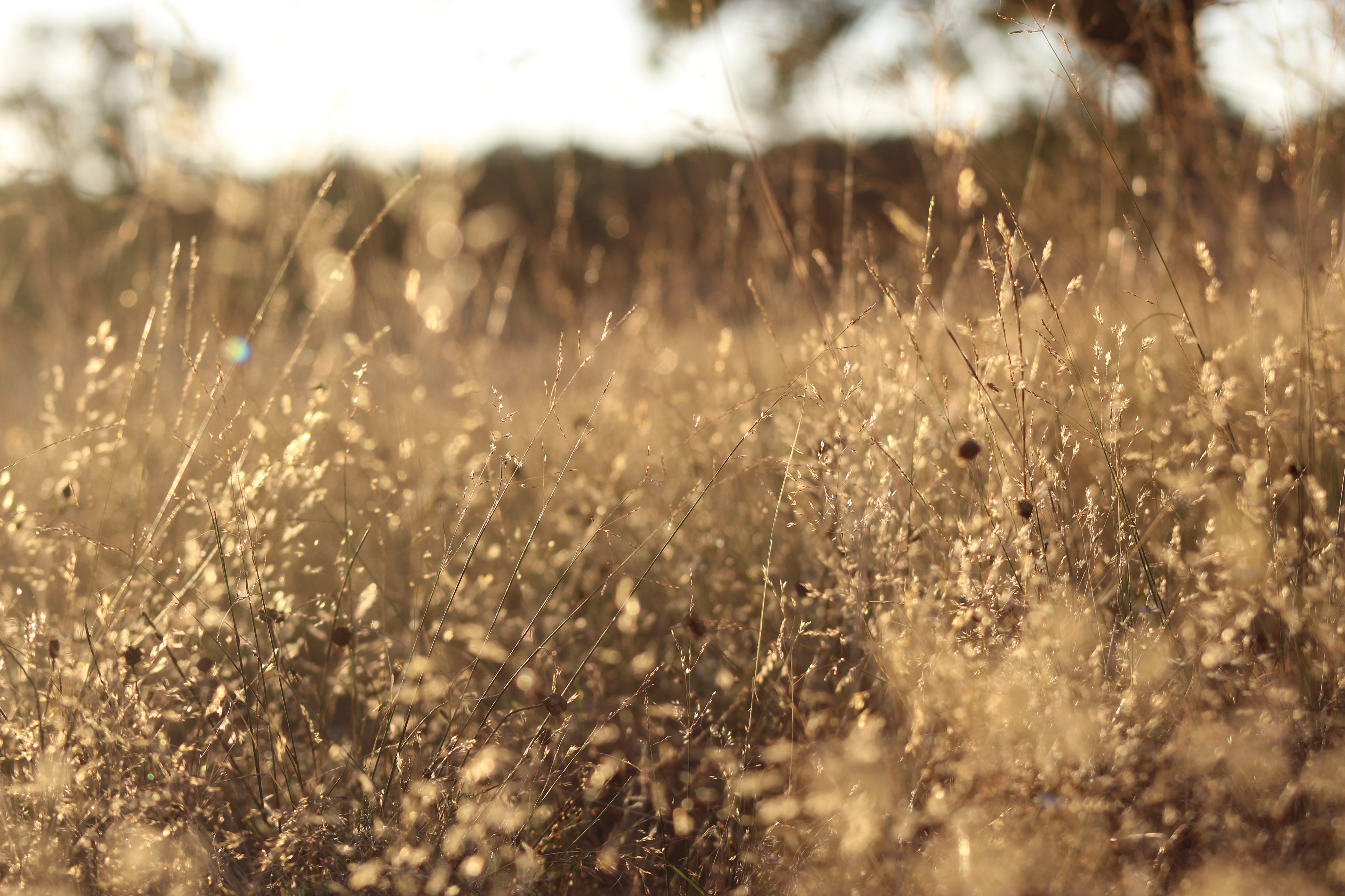 ideal, dry grass, spain, field, romantic, taken, environment, life in dom, focus on foreground, selective focus, oak, nofilters, park, yellow, blur, land, HD Wallpaper