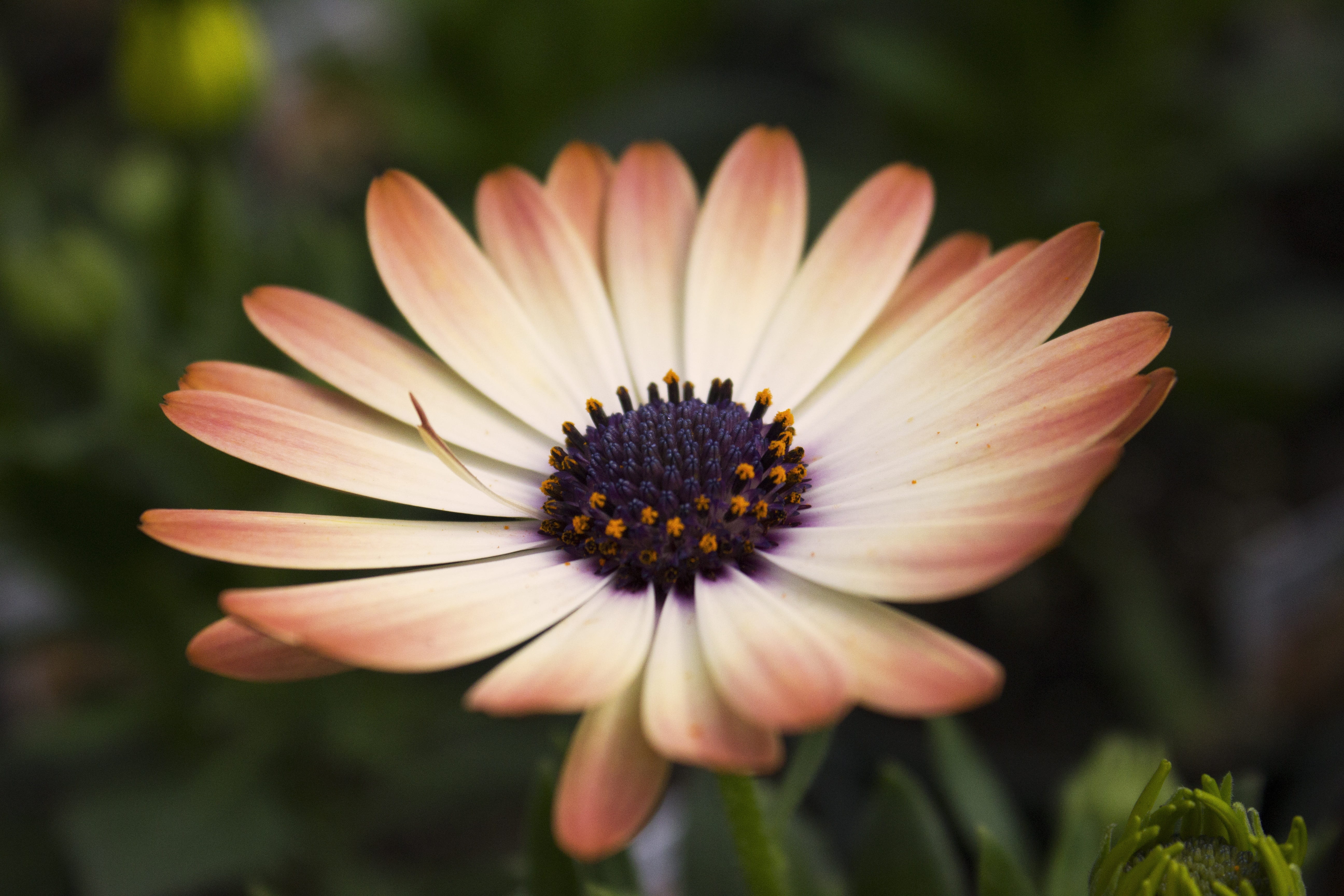 petal, floral, vulnerability, spring, pink color, perfect, gardener, colorful, peace, flowerbed, ideal, orange, blooming, 5K, purple, flower head, closeup, HD Wallpaper