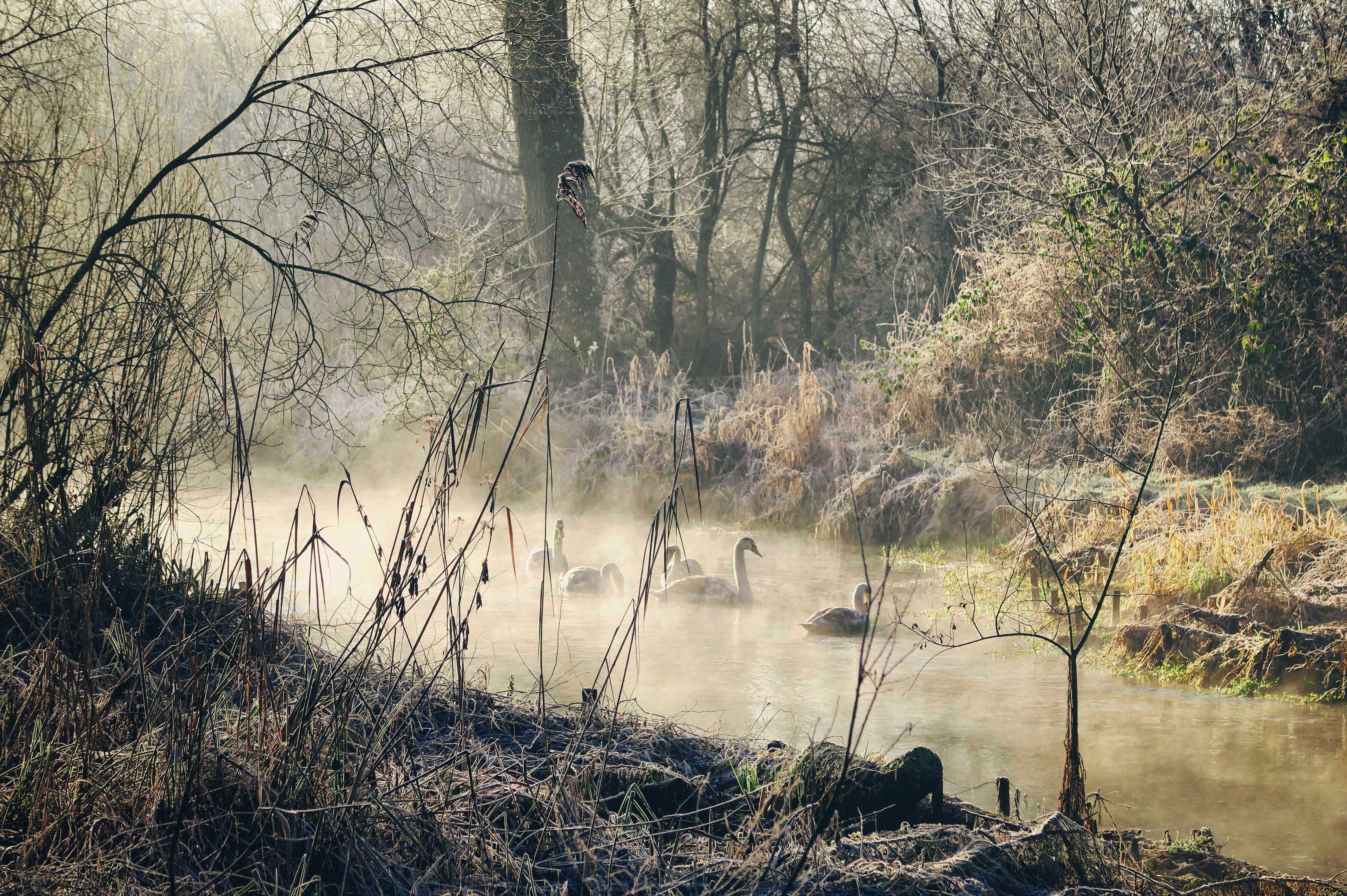 whitchurch, stunning, non-urban scene, beautiful, forest, branch, wildlife, lake, englishcountryside, united kingdom, frost, tranquil scene, day, tree, HD Wallpaper