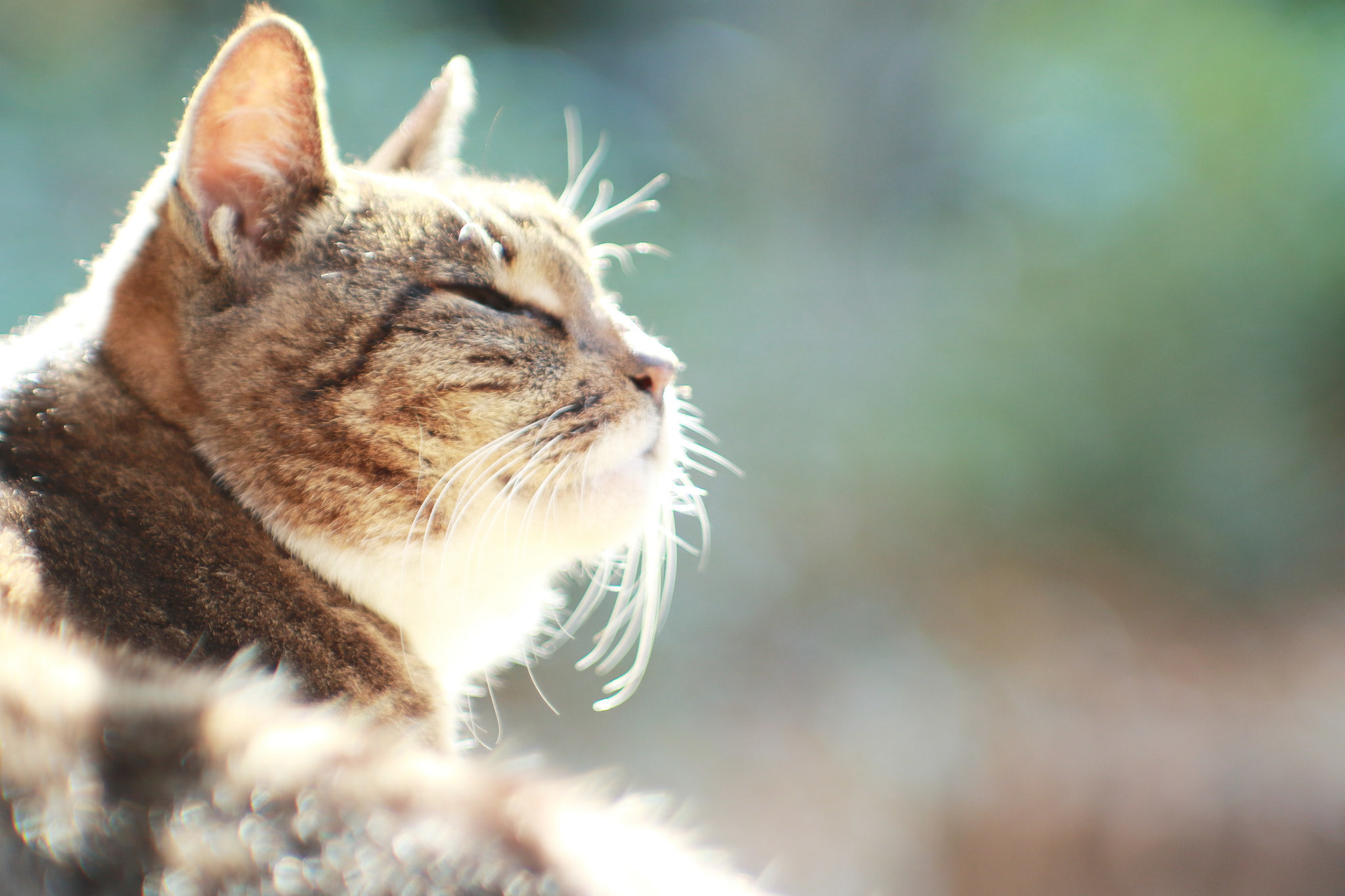 cat, heat, 1080P, ideal, HD Wallpaper