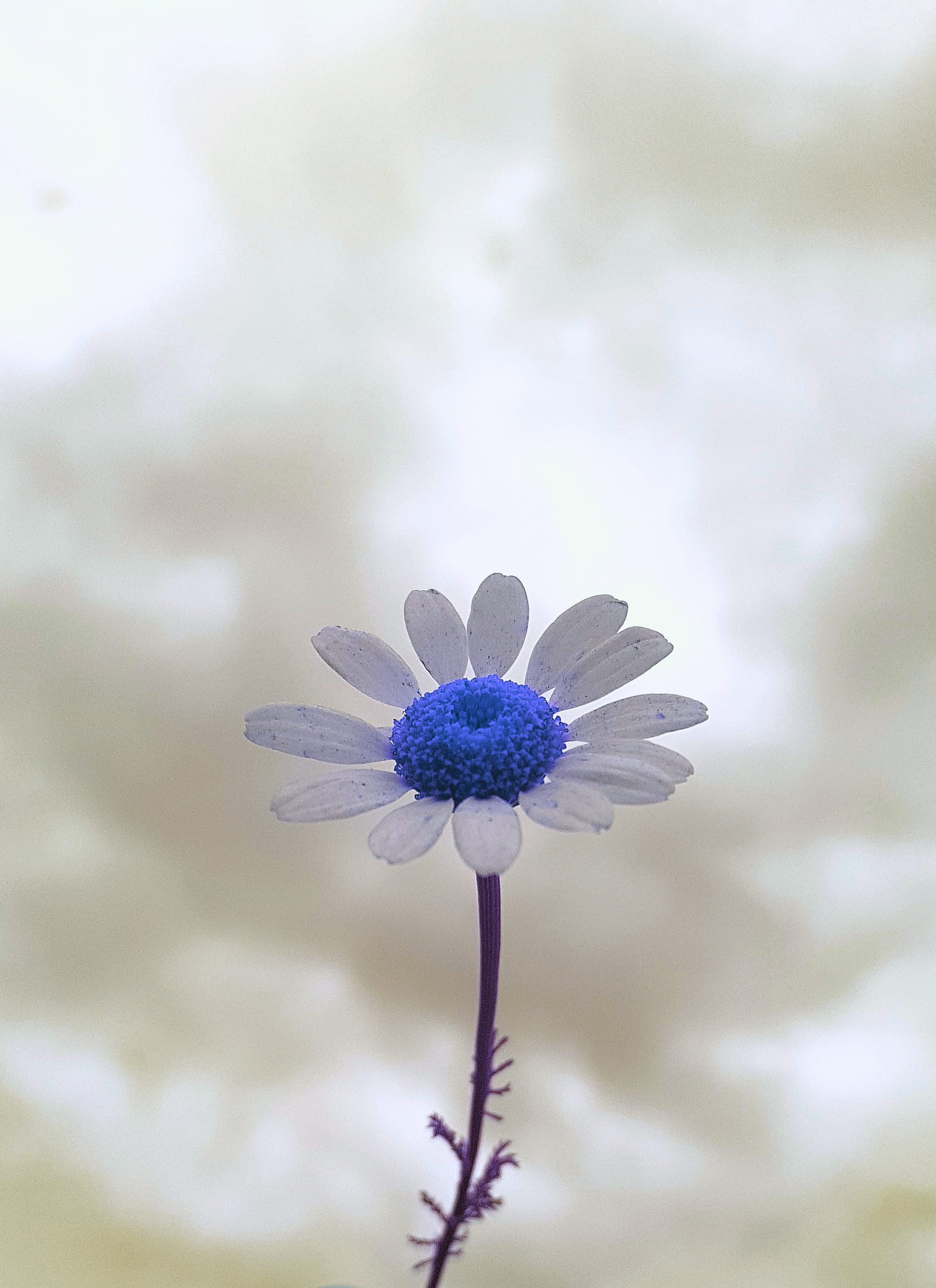 nature, flower, plant, outdoors, flowering plant, growth, close-up, purple, freshness, flower head, sepal, plant stem, focus on foreground, day, unique flawer, Phone HD Wallpaper