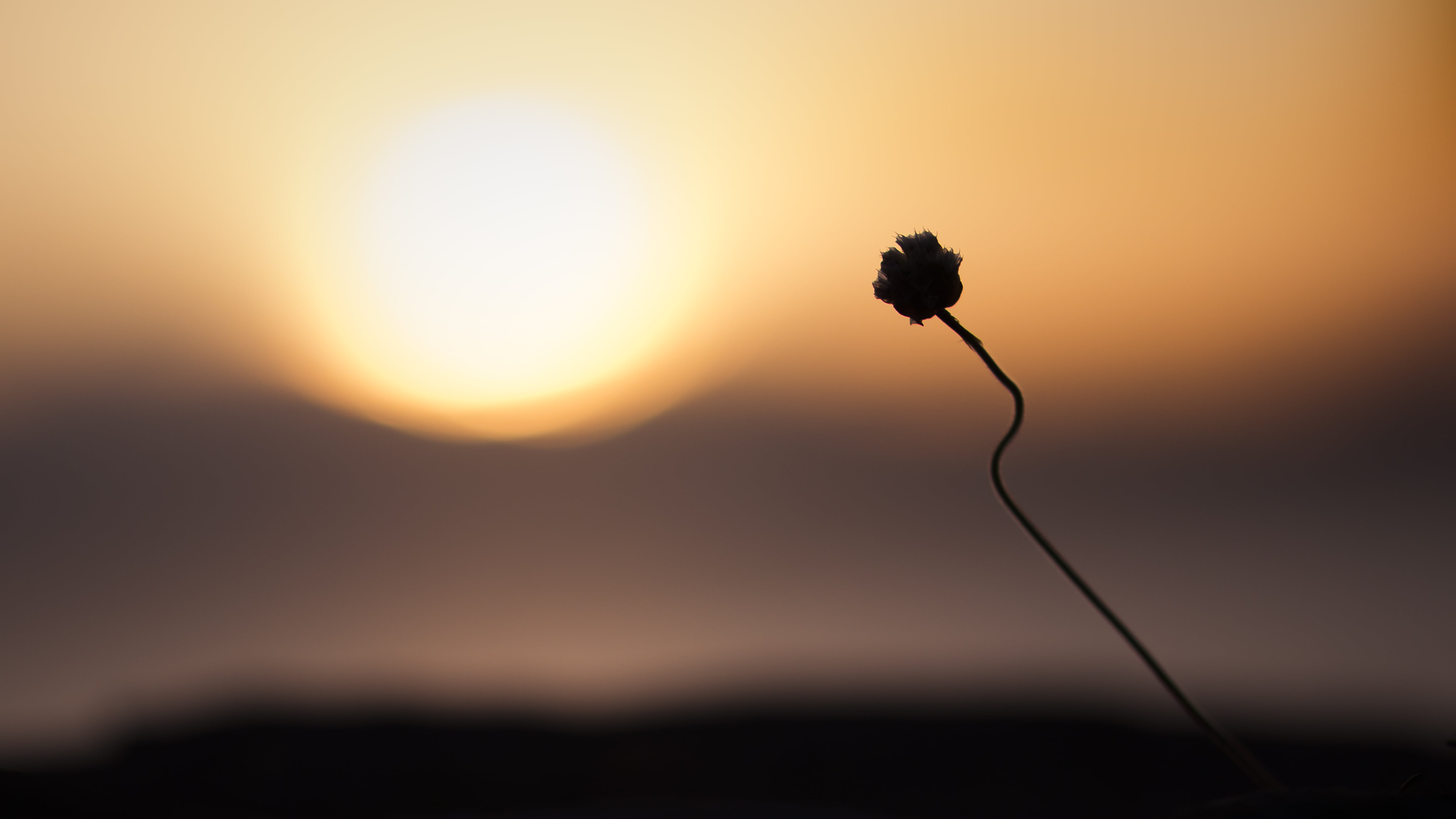 vsh, 4K, life, sky, flower, macro, fjord, flower  flower, contrast, photo, canon, example, sigma, earth, tips, composition, vegar, silhouette, water, photography, HD Wallpaper