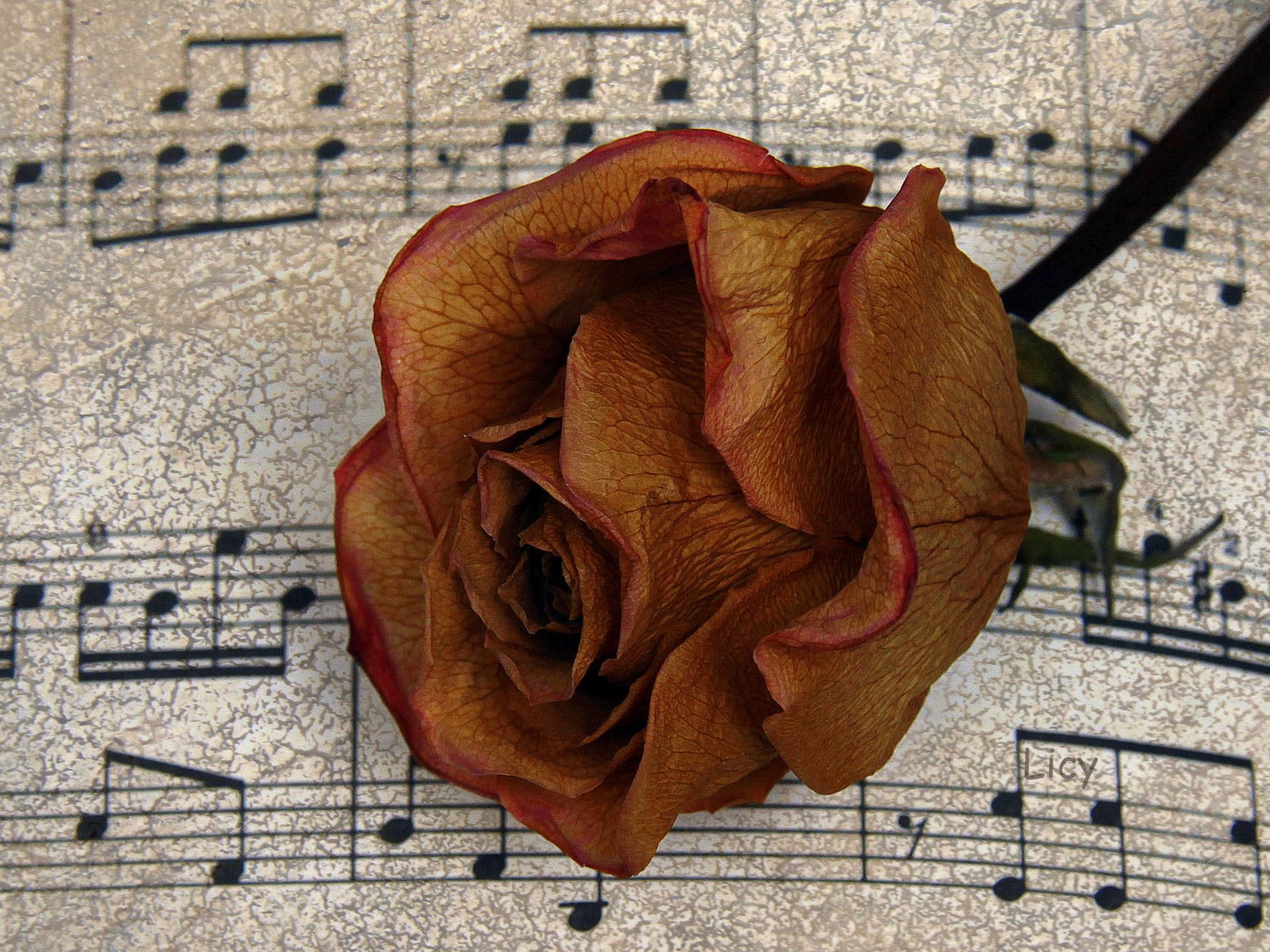 music, pentagram, 1080P, red, 3d and abstract, note, score, rose, HD Wallpaper