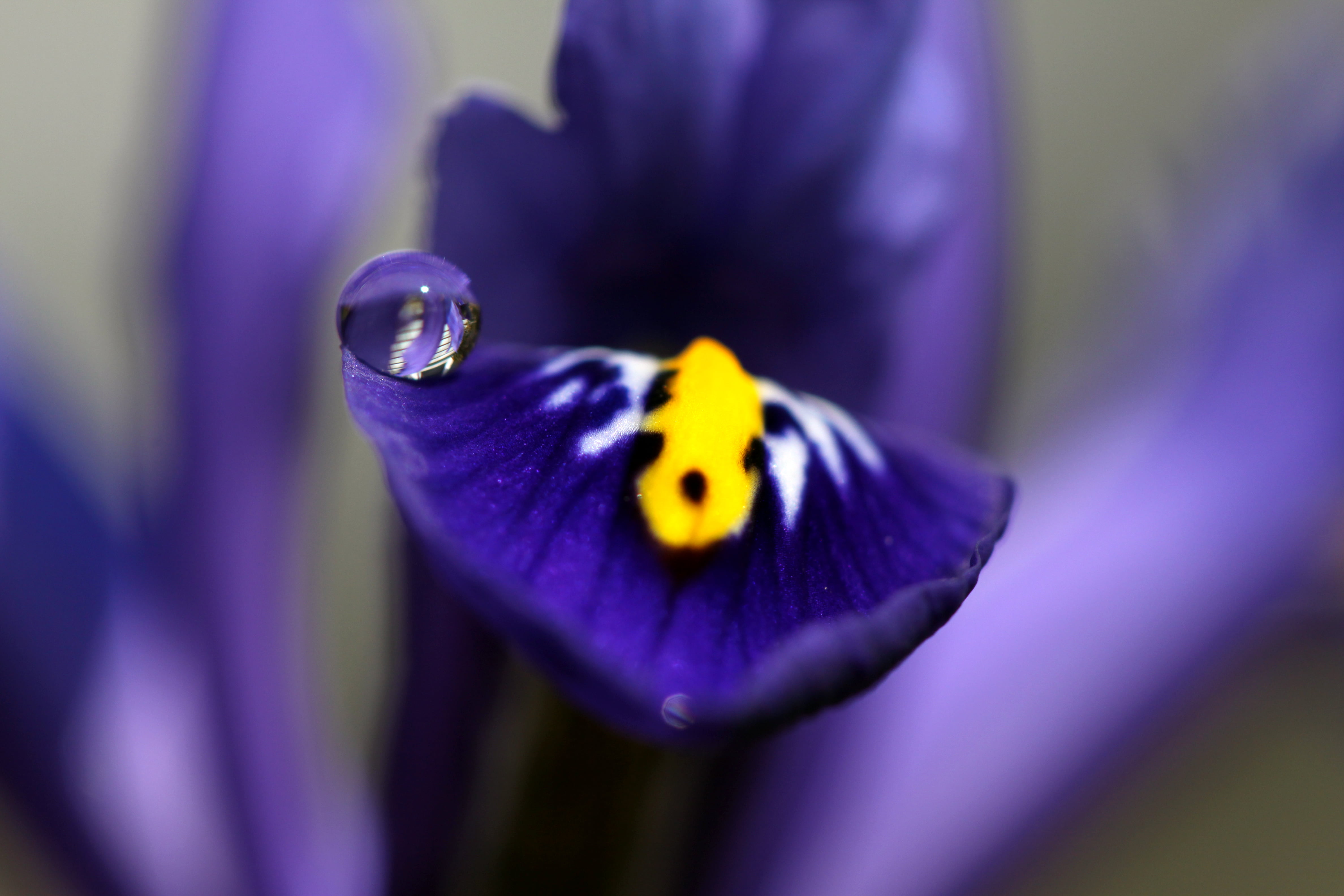 beauty In Nature, flower, macro, nature, multi Colored, animal Wing, butterfly - Insect, purple, selective, insect, drop, animal, close-up, photo, 4K, HD Wallpaper